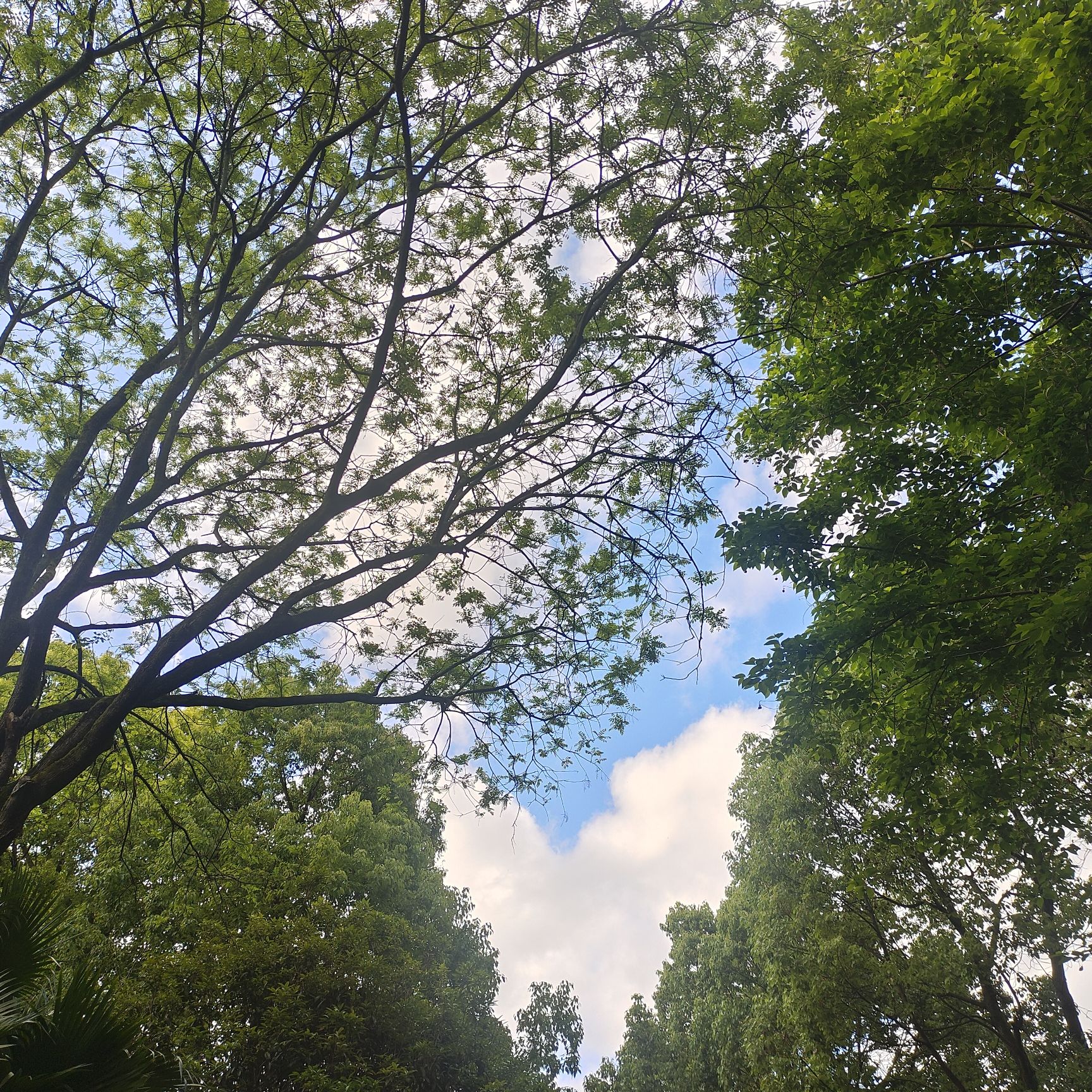 凤凰山国家森林公园旅行图片 1