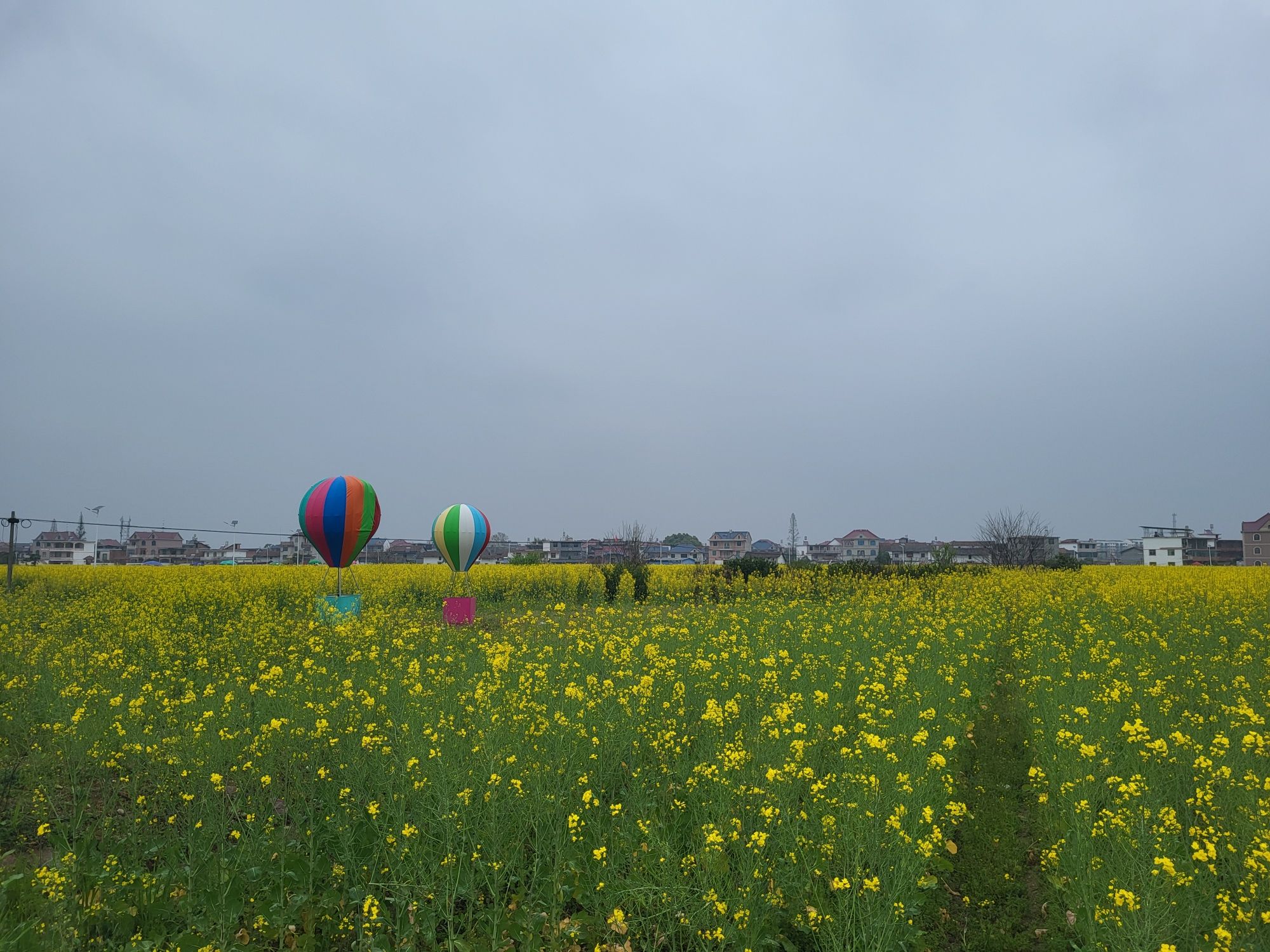 秋溪油菜花旅行图片 1