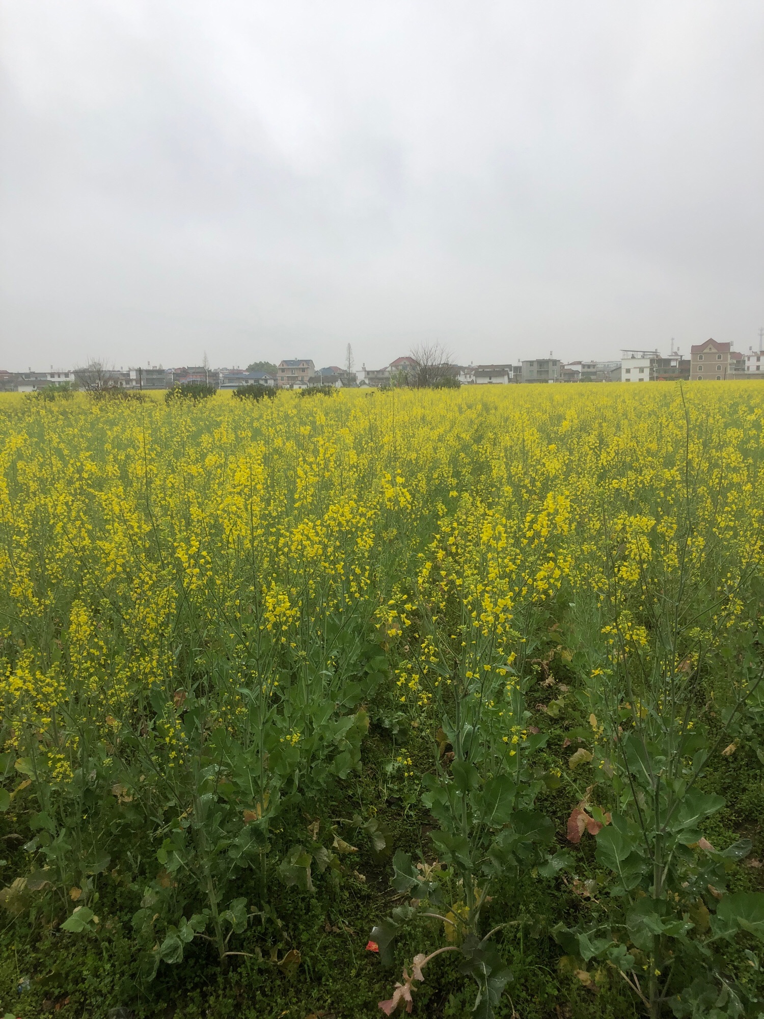 秋溪油菜花旅行图片 1