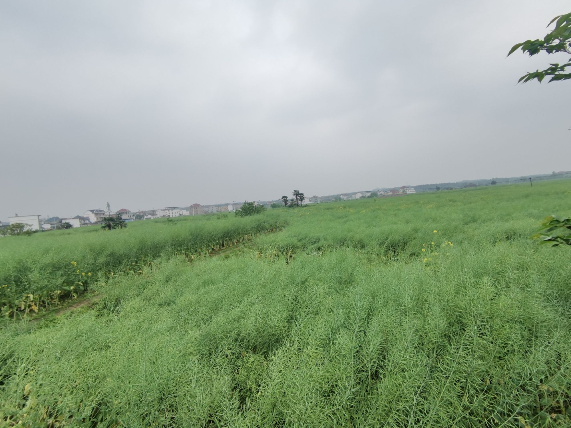 秋溪油菜花旅行图片 2