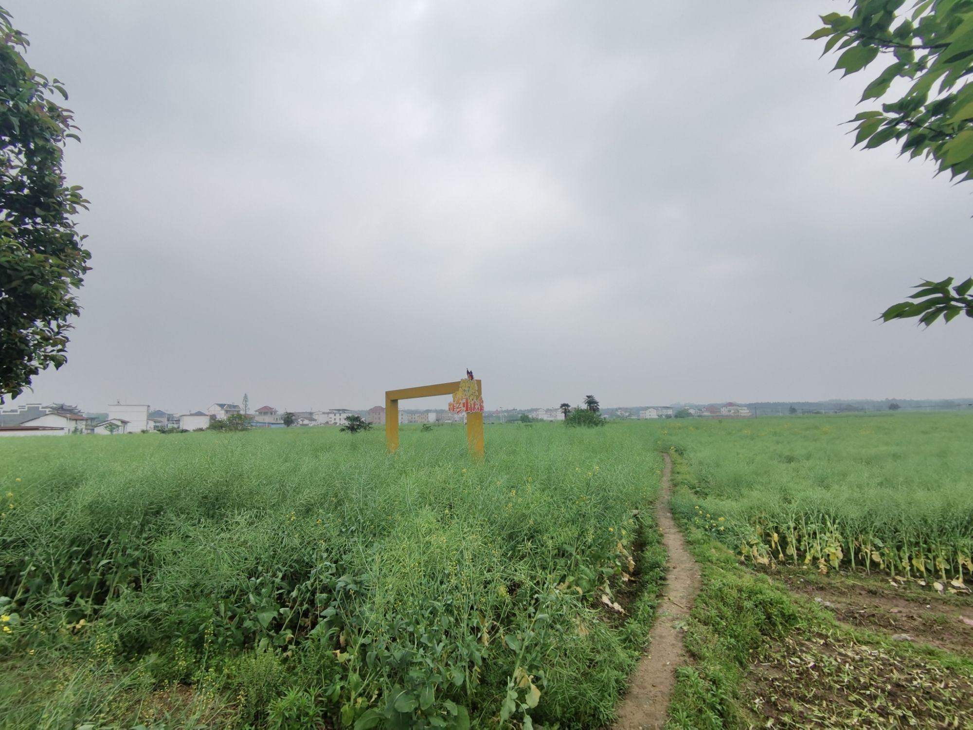 秋溪油菜花旅行图片 1