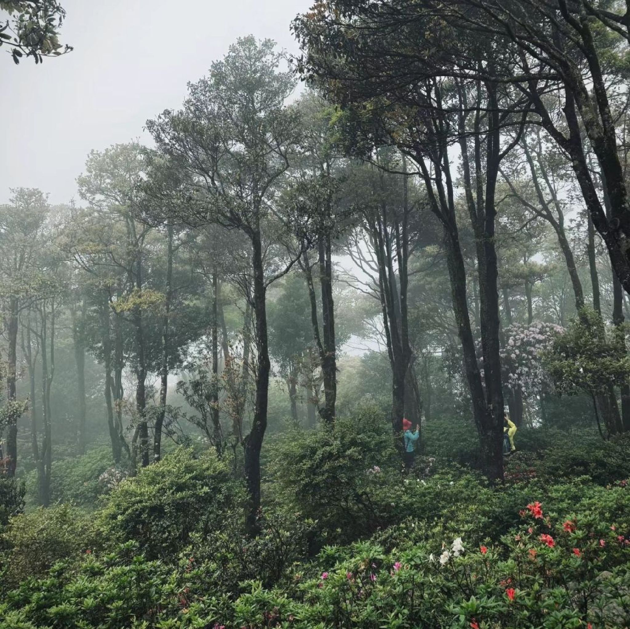 铜陵梧桐花谷景区旅行图片 3