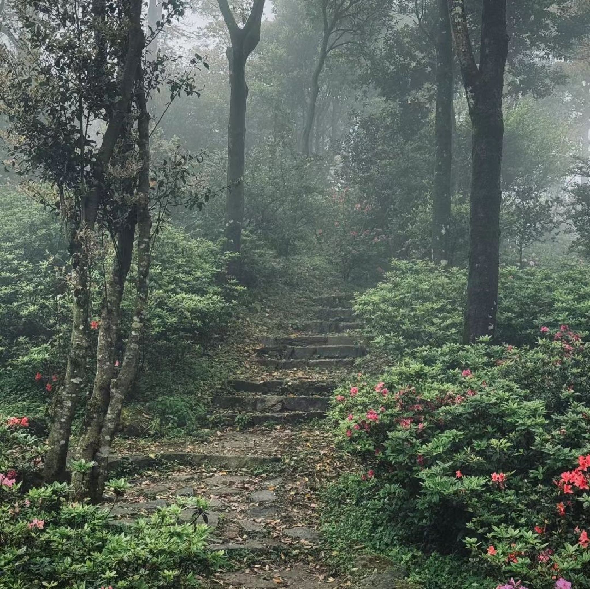 铜陵梧桐花谷景区旅行图片 1