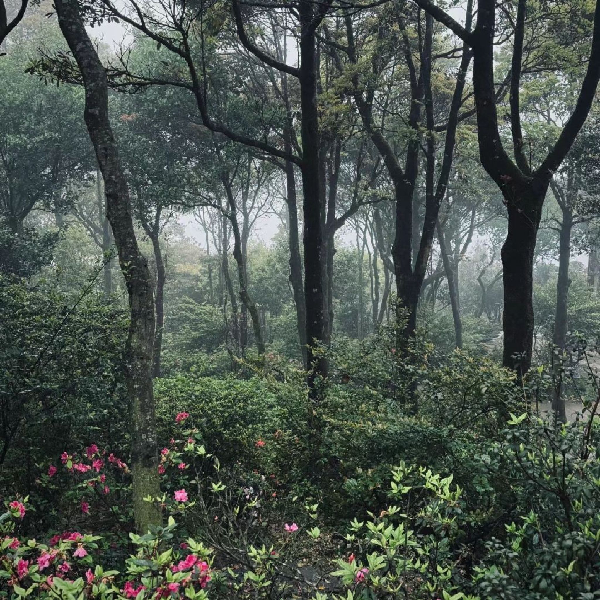 铜陵梧桐花谷景区旅行图片 2