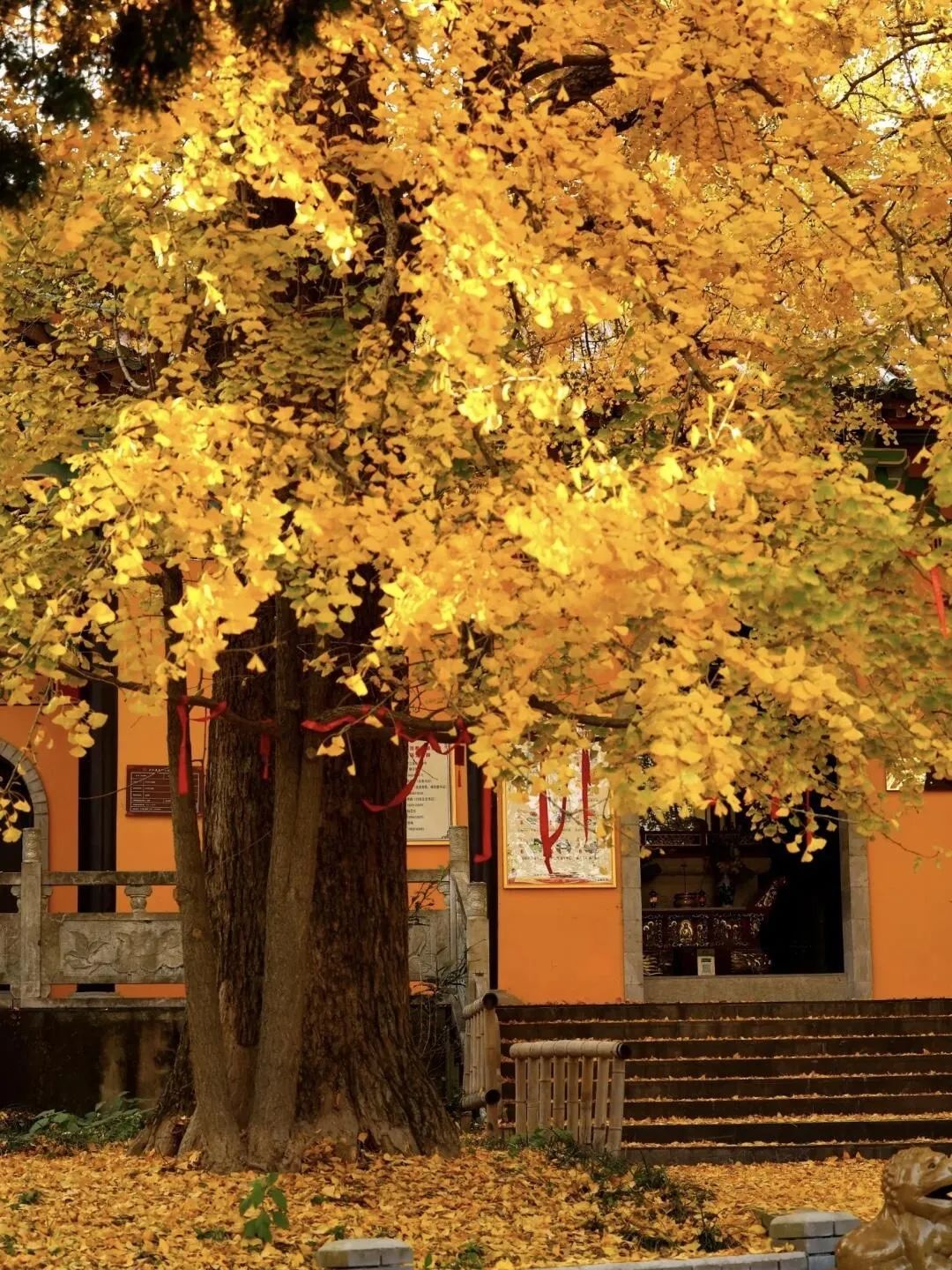 杏花村文化旅游区旅行图片 2