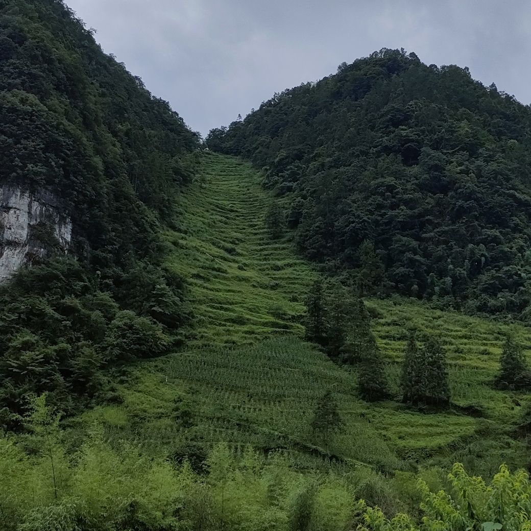 犀牛寨旅行图片 1