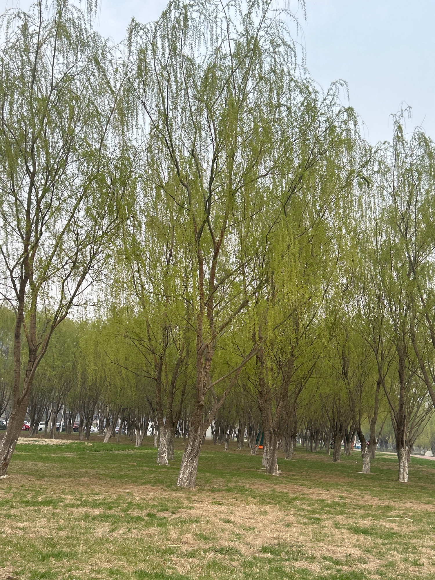 人杰湖公园旅行图片 2