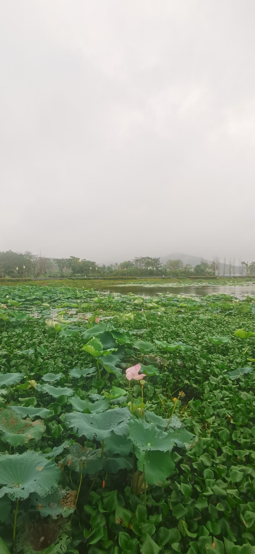 白马湖旅行图片 3