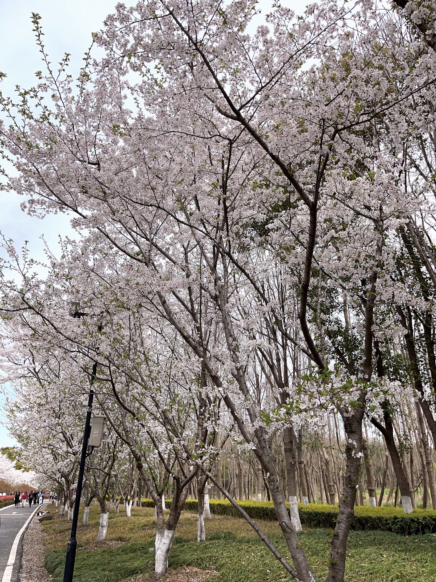 江南植物园旅行图片 2