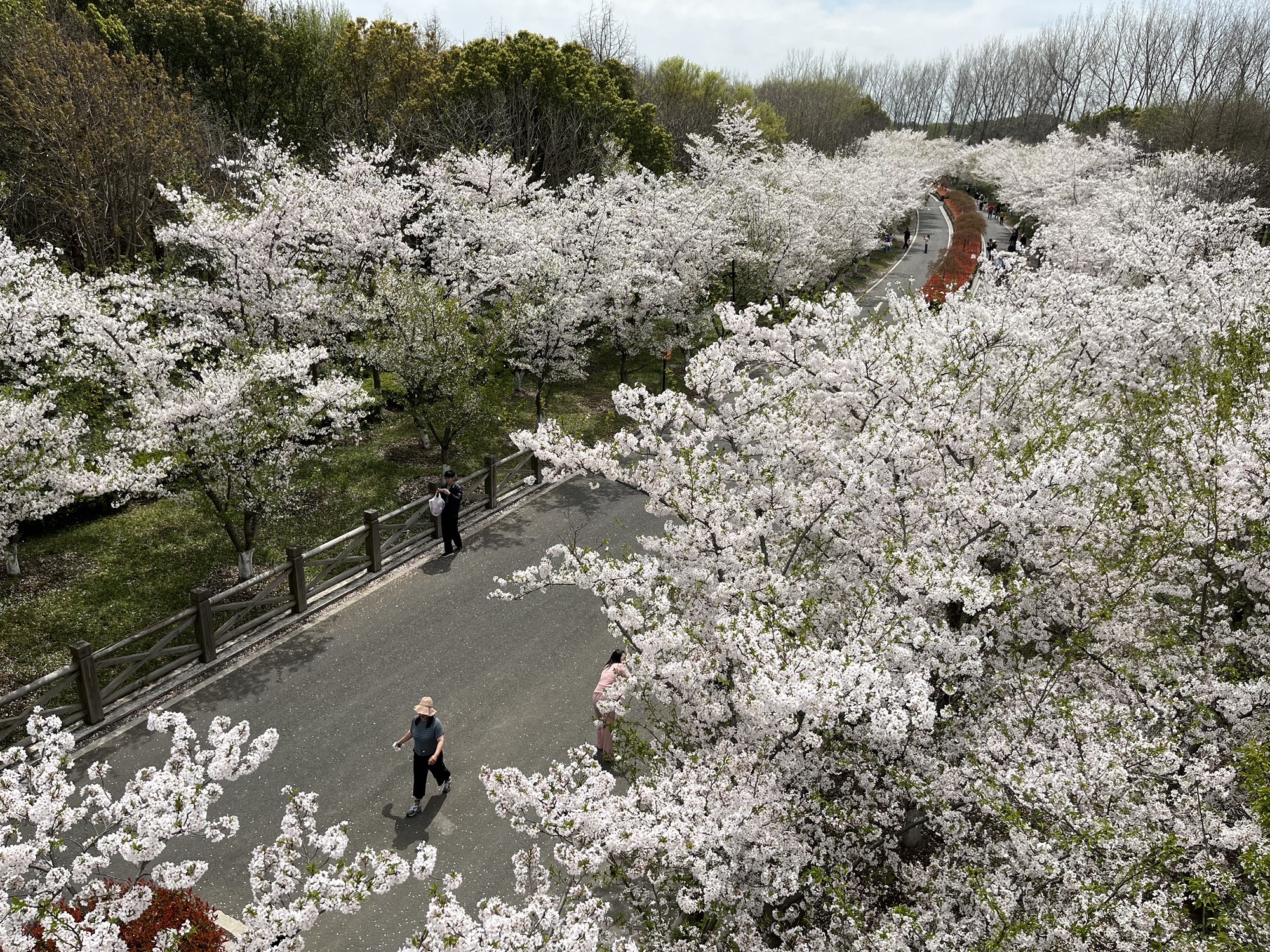江南植物园旅行图片 3