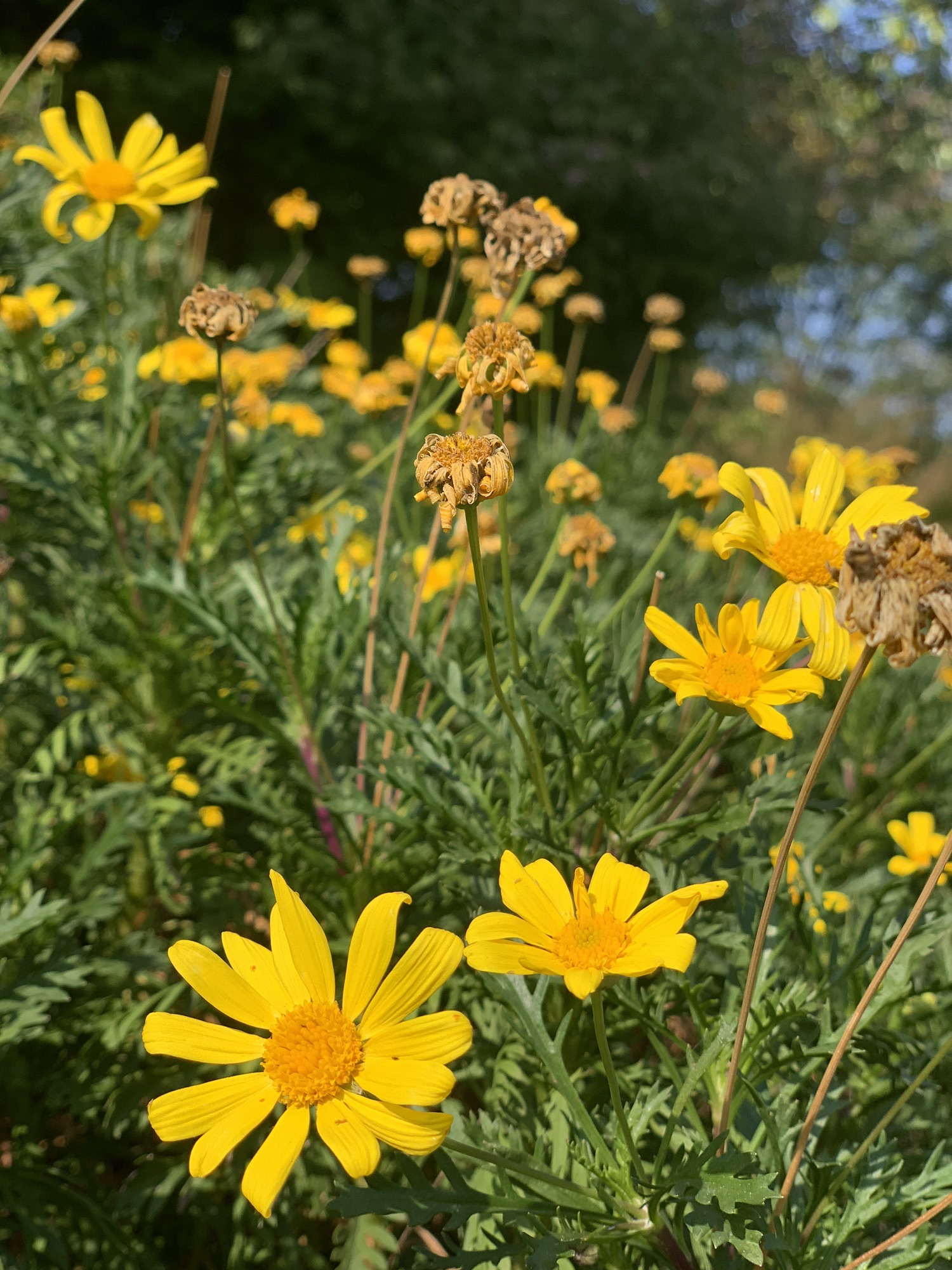 江南植物园旅行图片 3