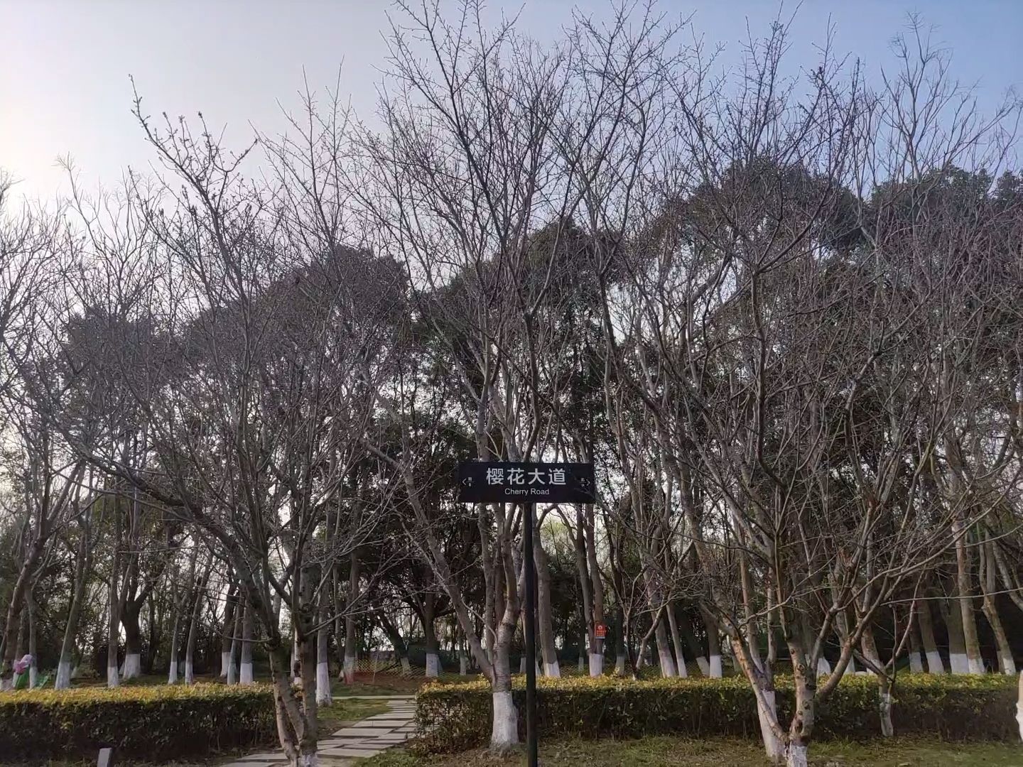江南植物园旅行图片 2