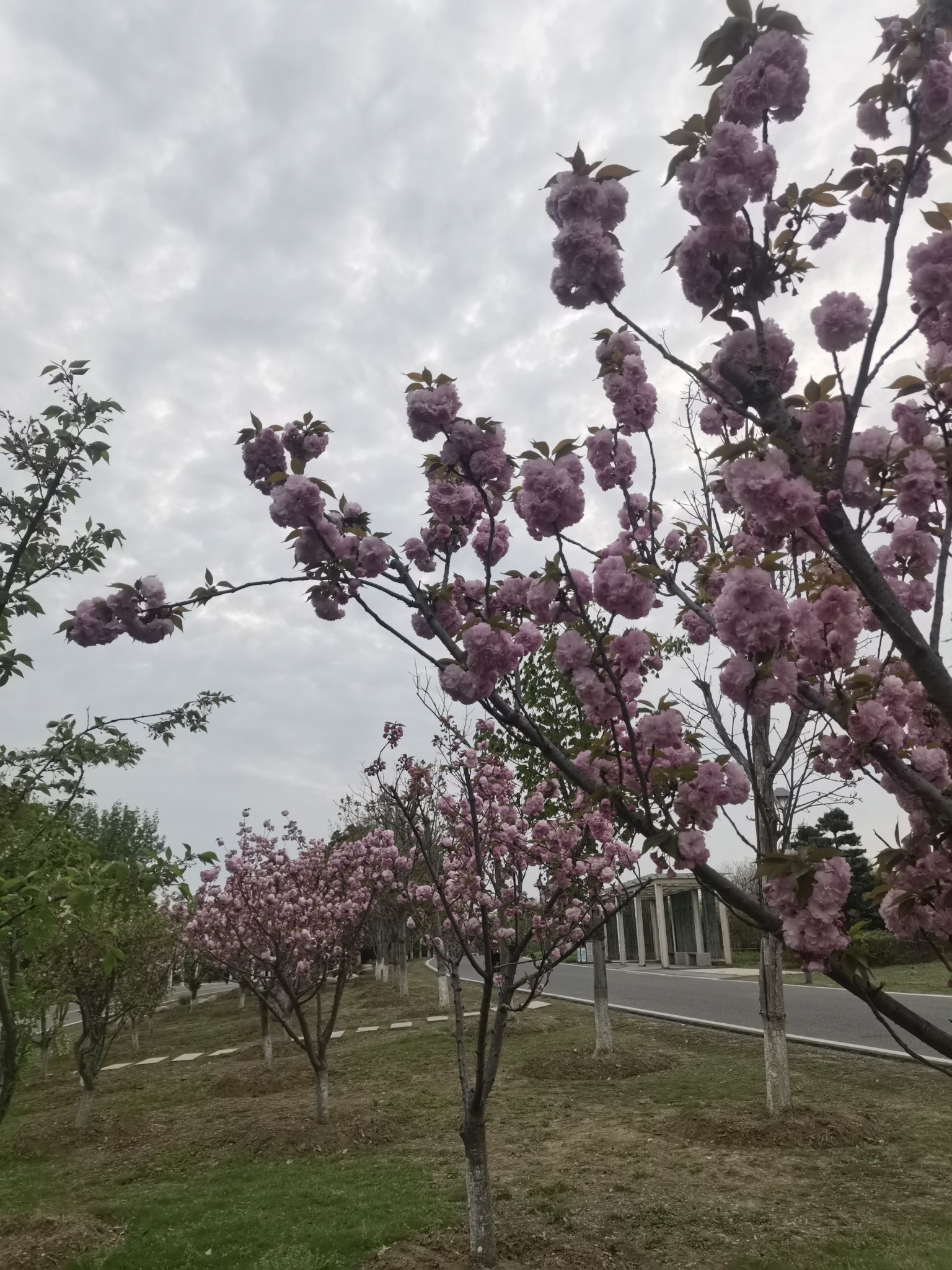 江南植物园旅行图片 2