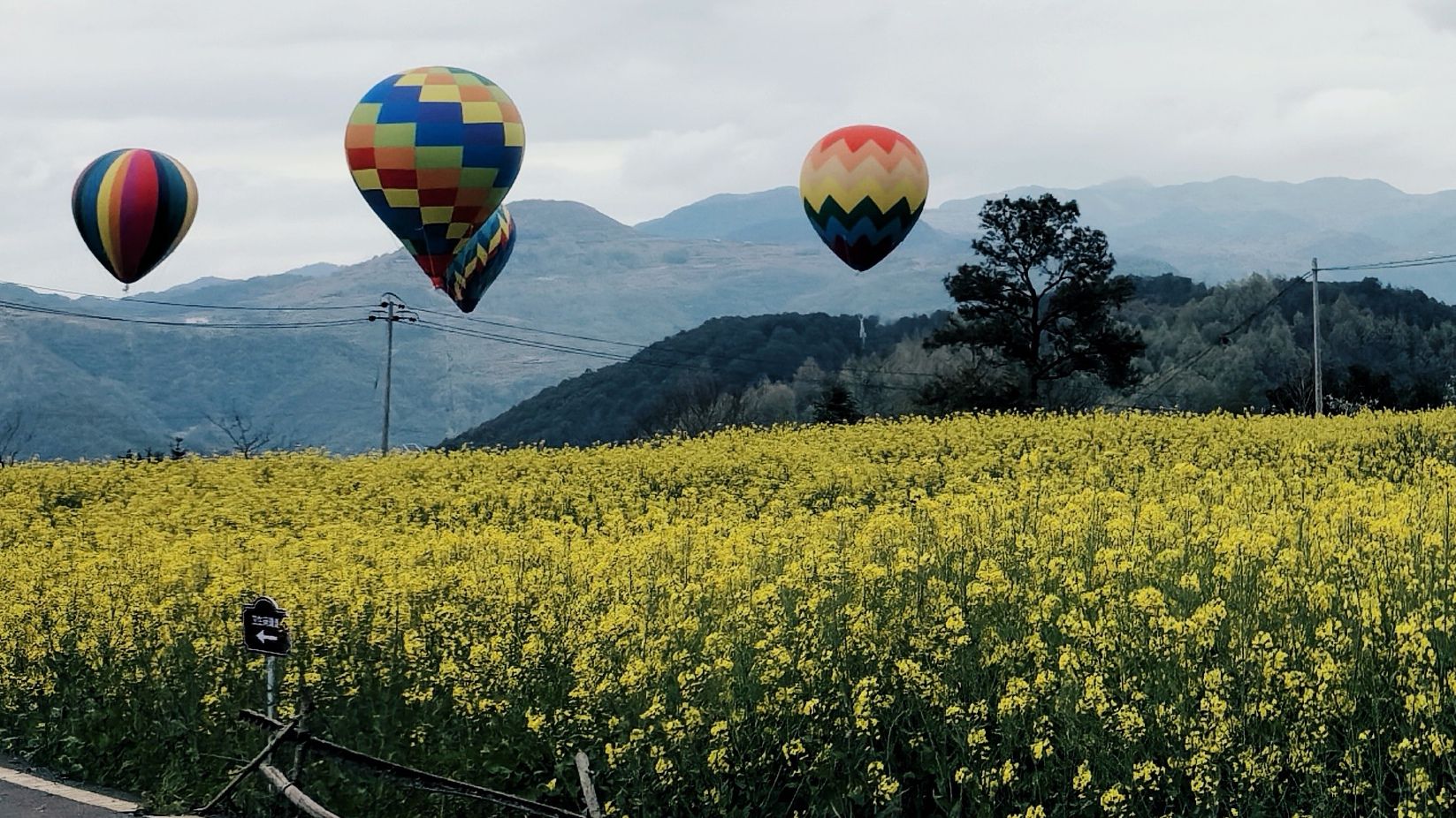 桑洲油菜花景区旅行图片 1