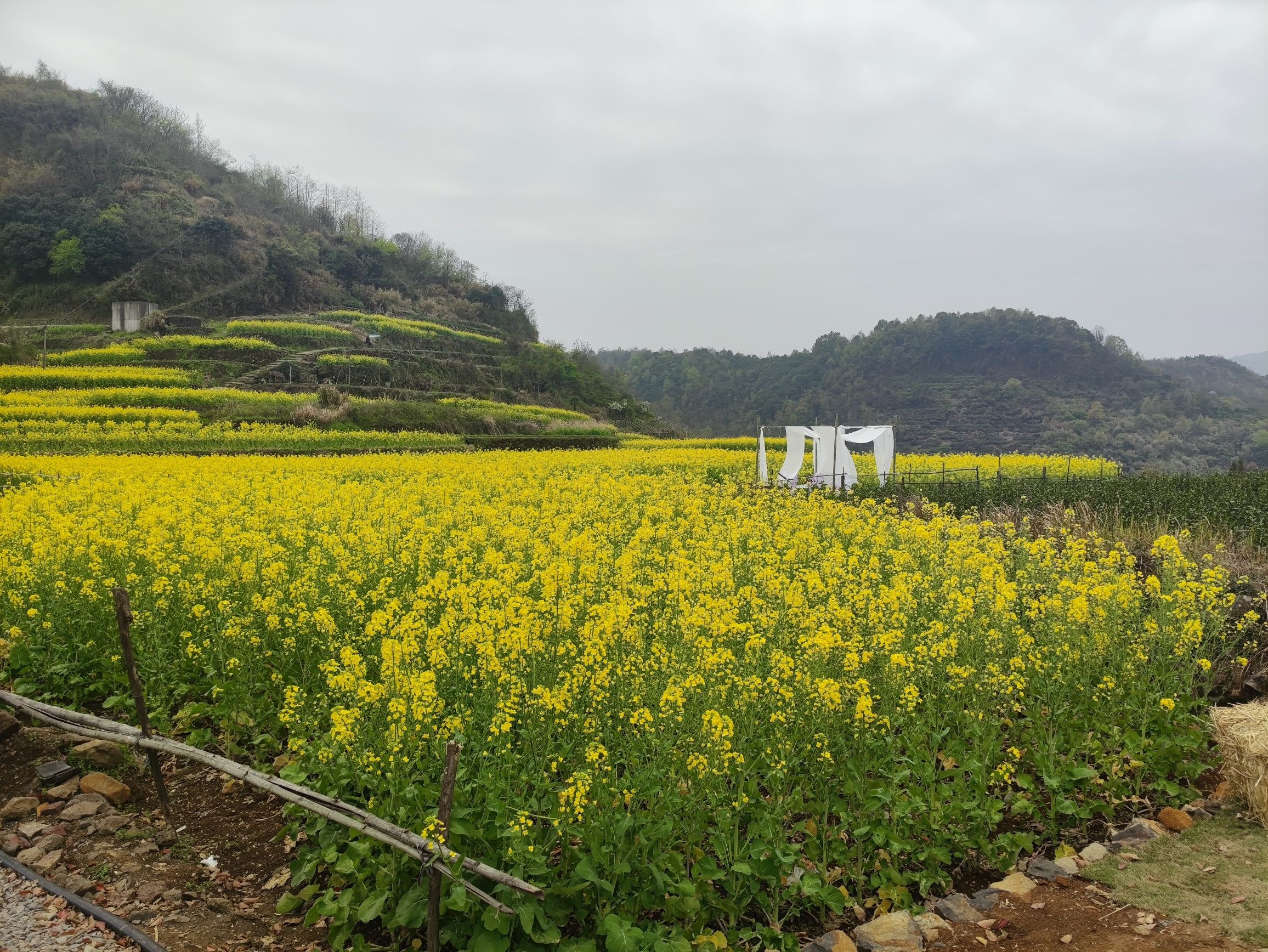 桑洲油菜花景区旅行图片 1