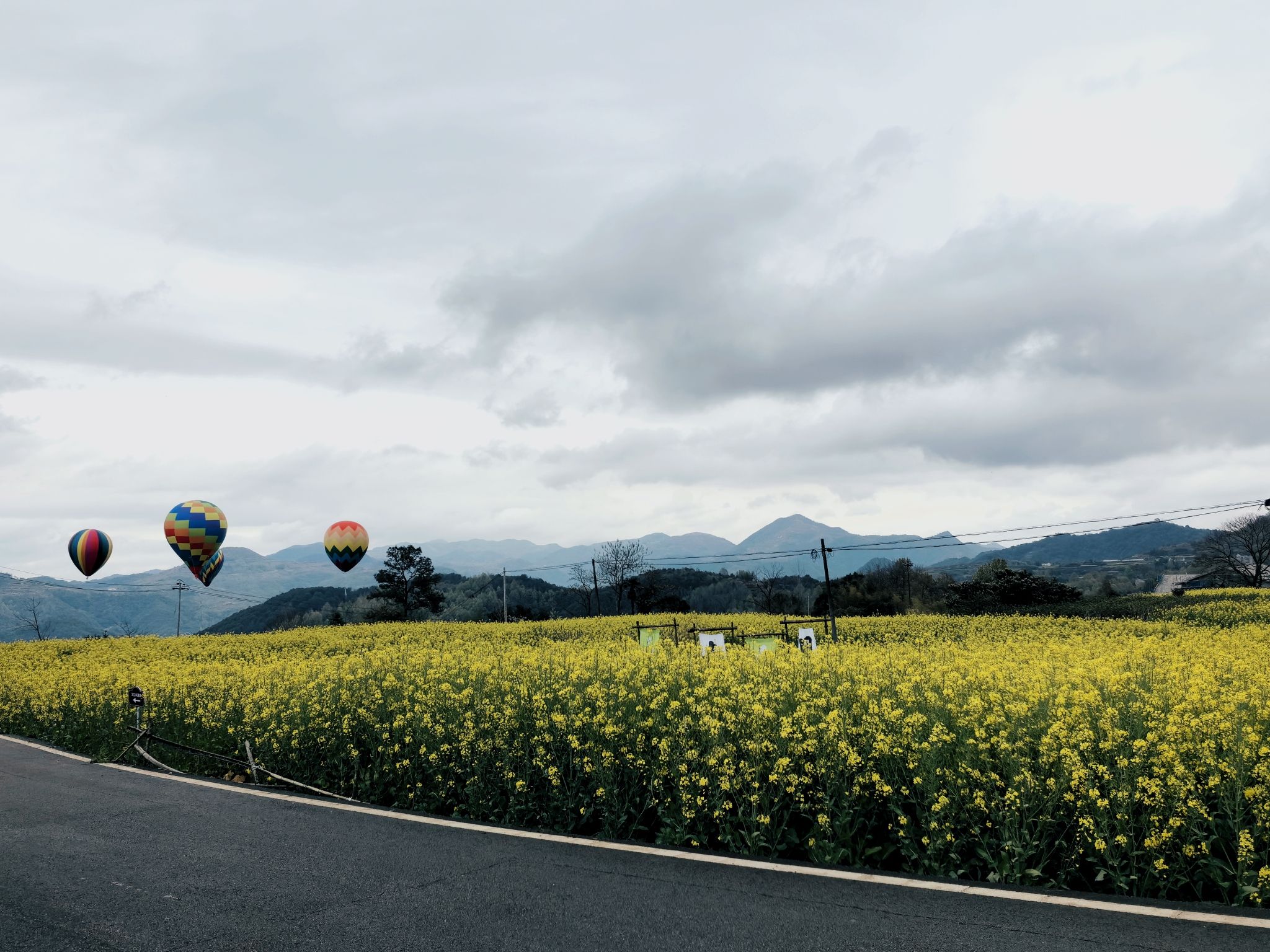桑洲油菜花景区旅行图片 3