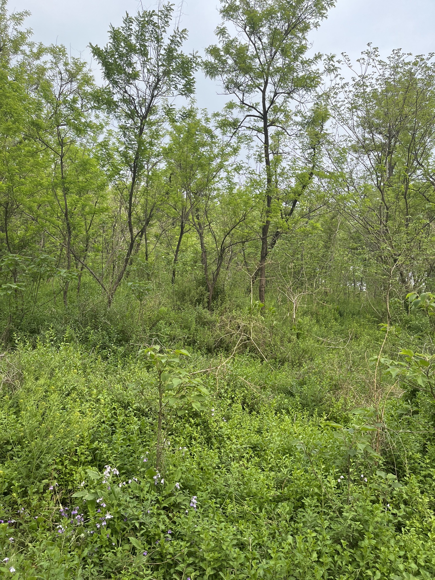 白羊山风景区旅行图片 1