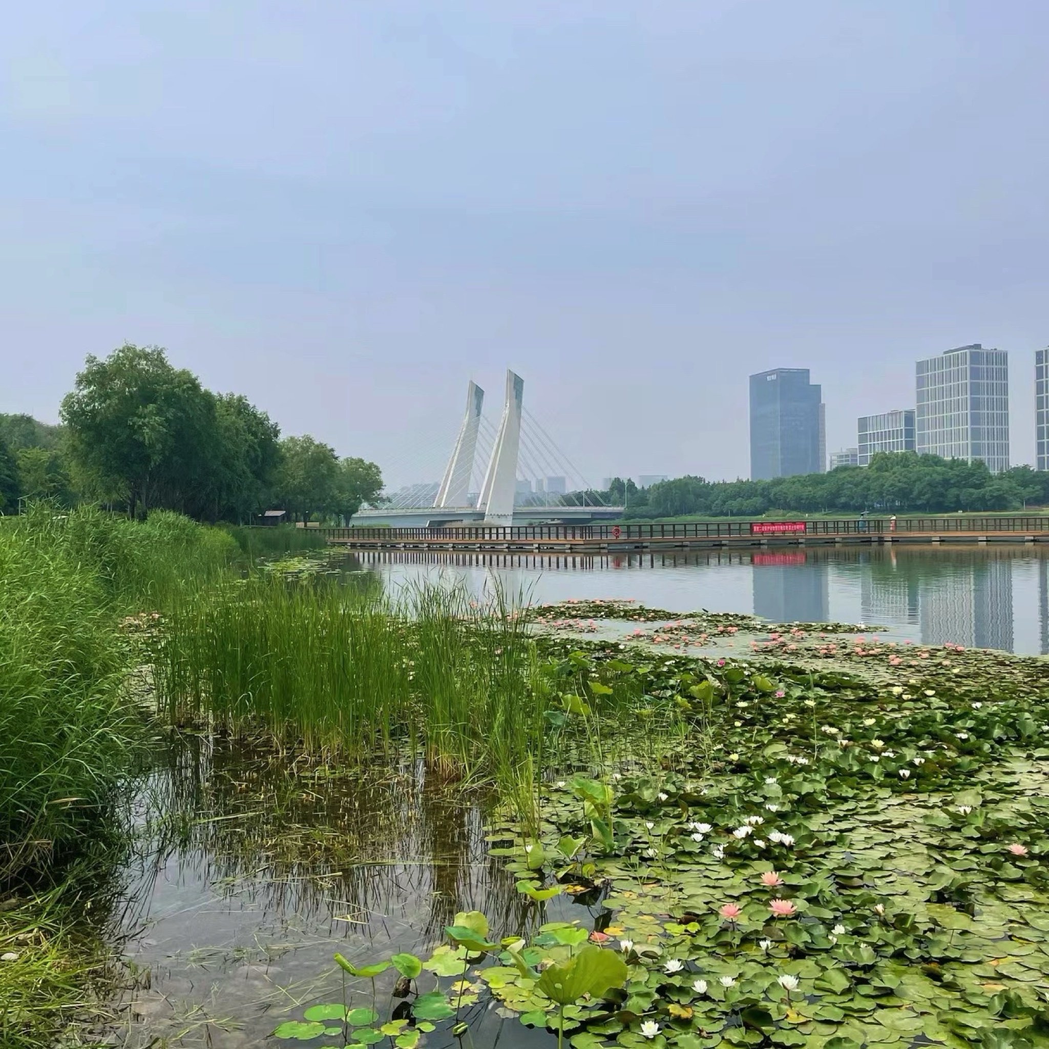 龙子湖风景区旅行图片 2