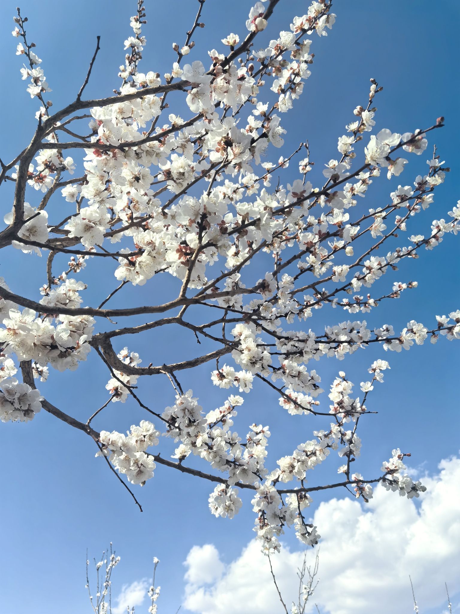 托克逊杏花园