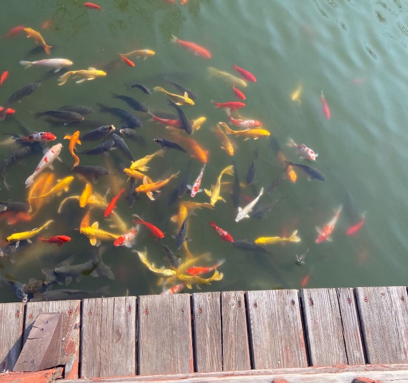 南阳卢园旅行图片 2