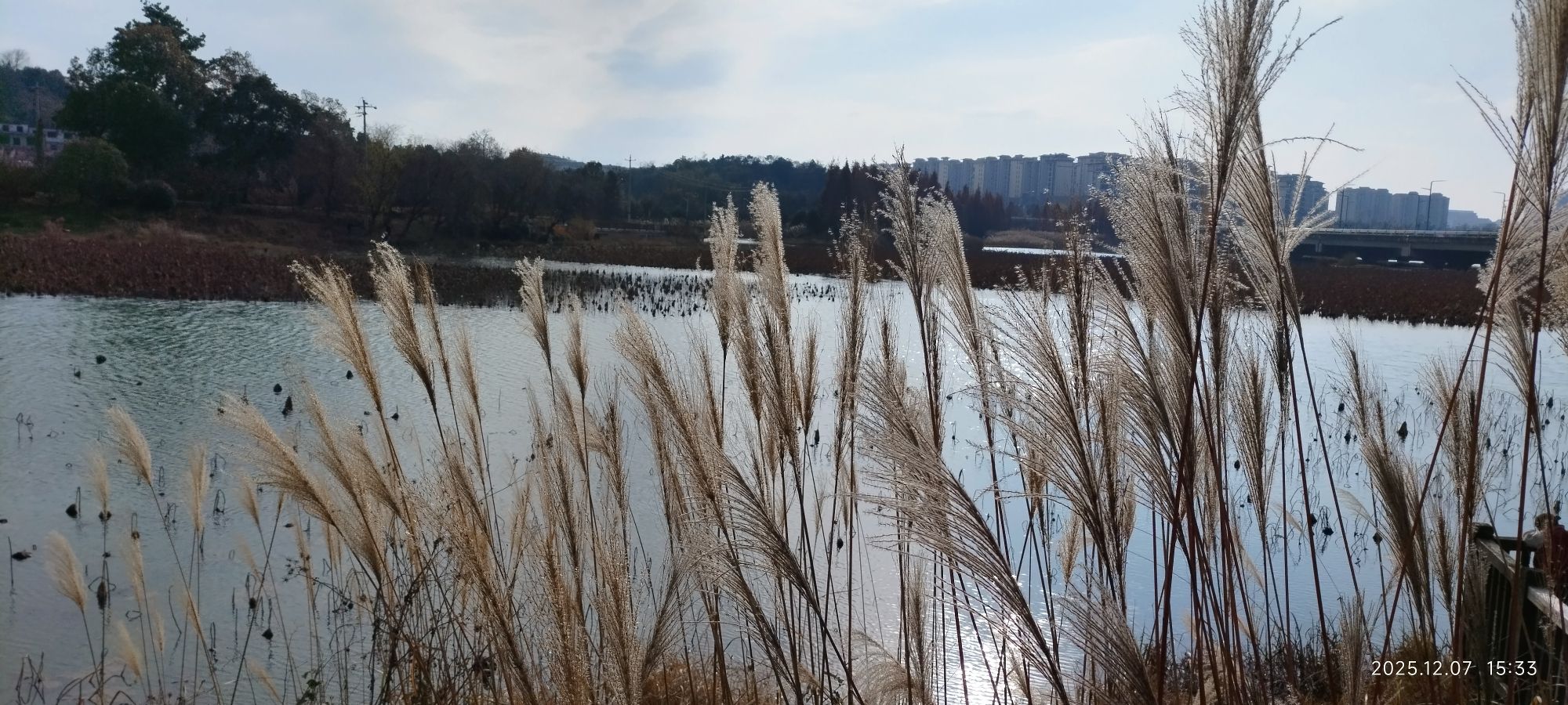 星月湖公园旅行图片 2