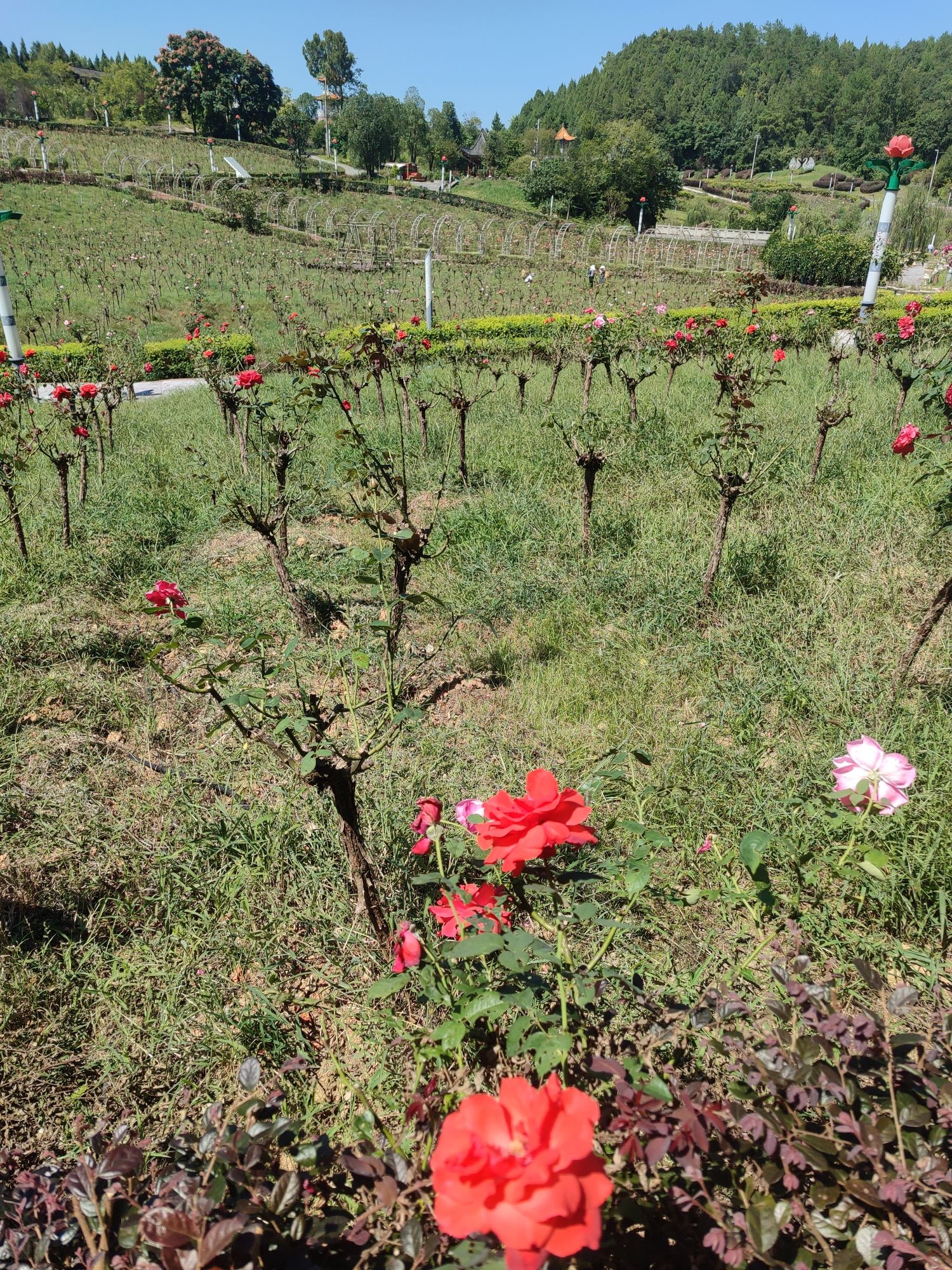 樱花谷旅行图片 3