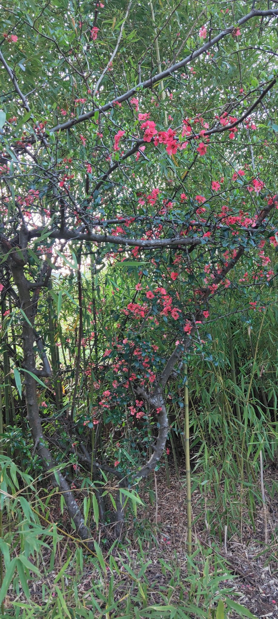 樱花谷旅行图片 2