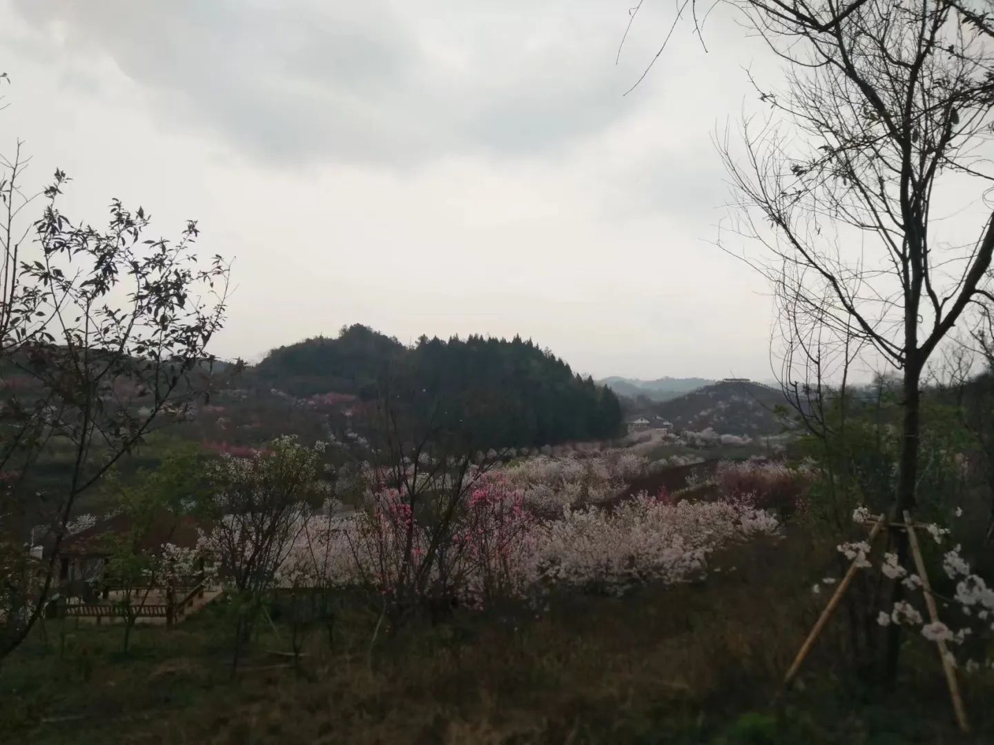 樱花谷旅行图片 1