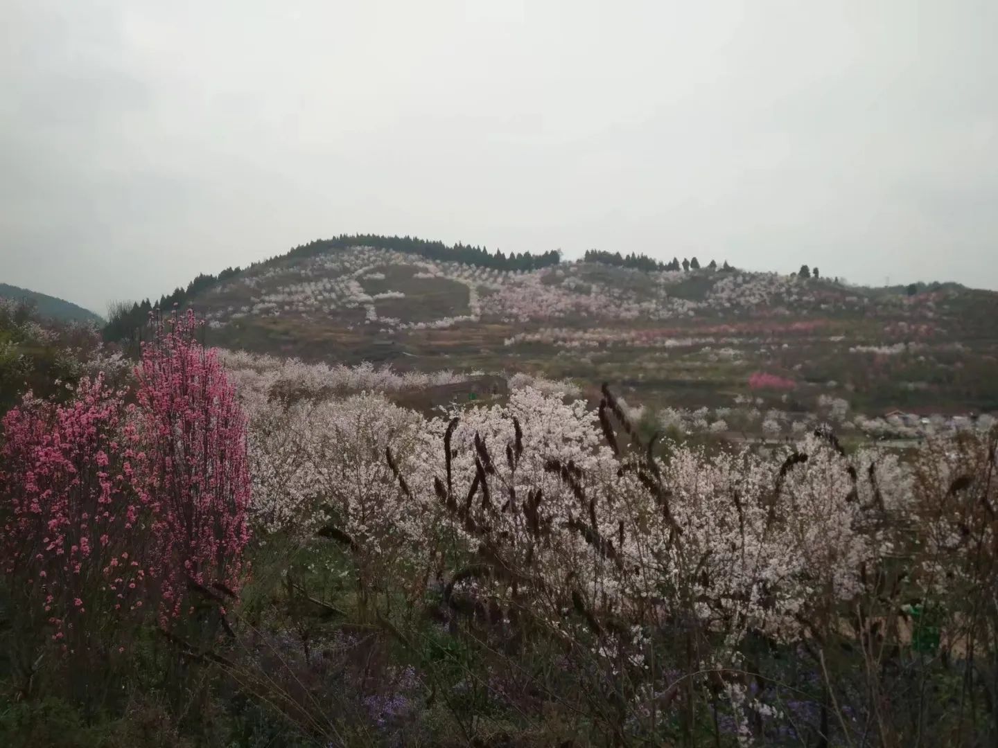 樱花谷旅行图片 3