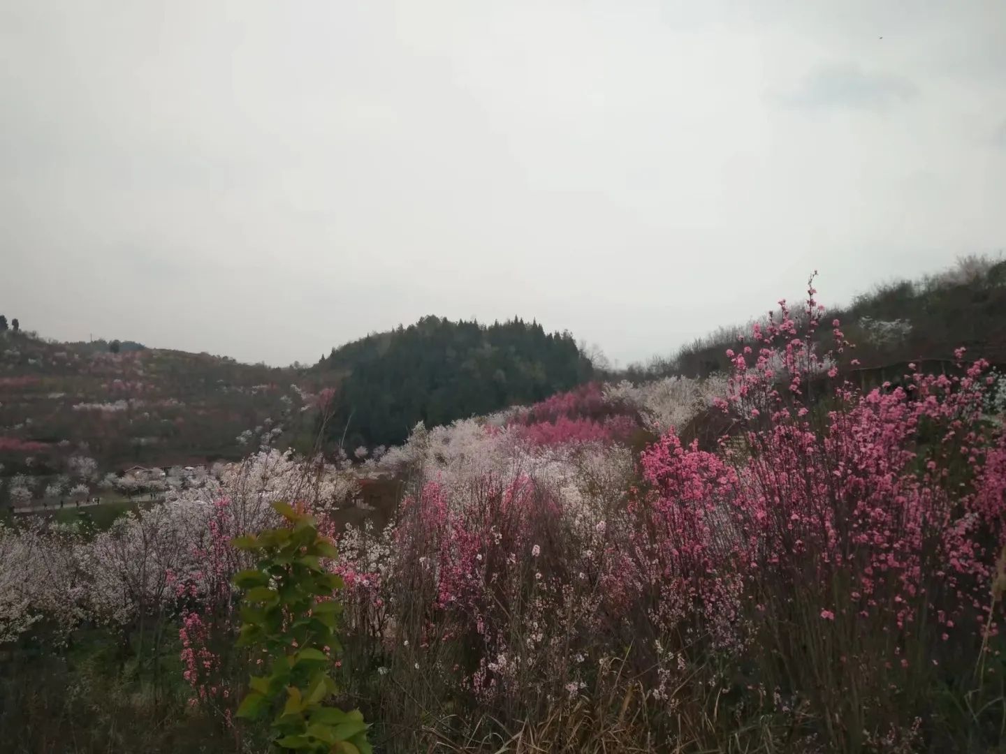 樱花谷旅行图片 2