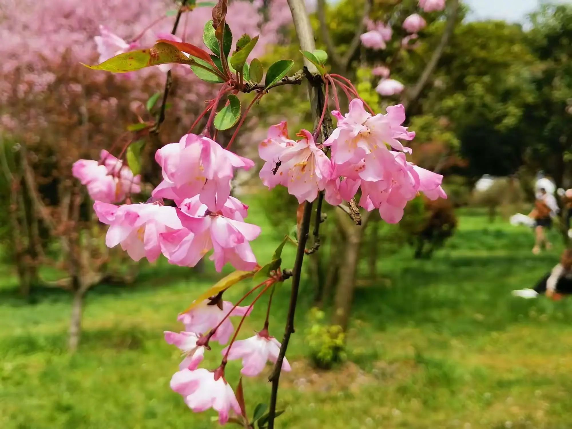 樱花谷旅行图片 3
