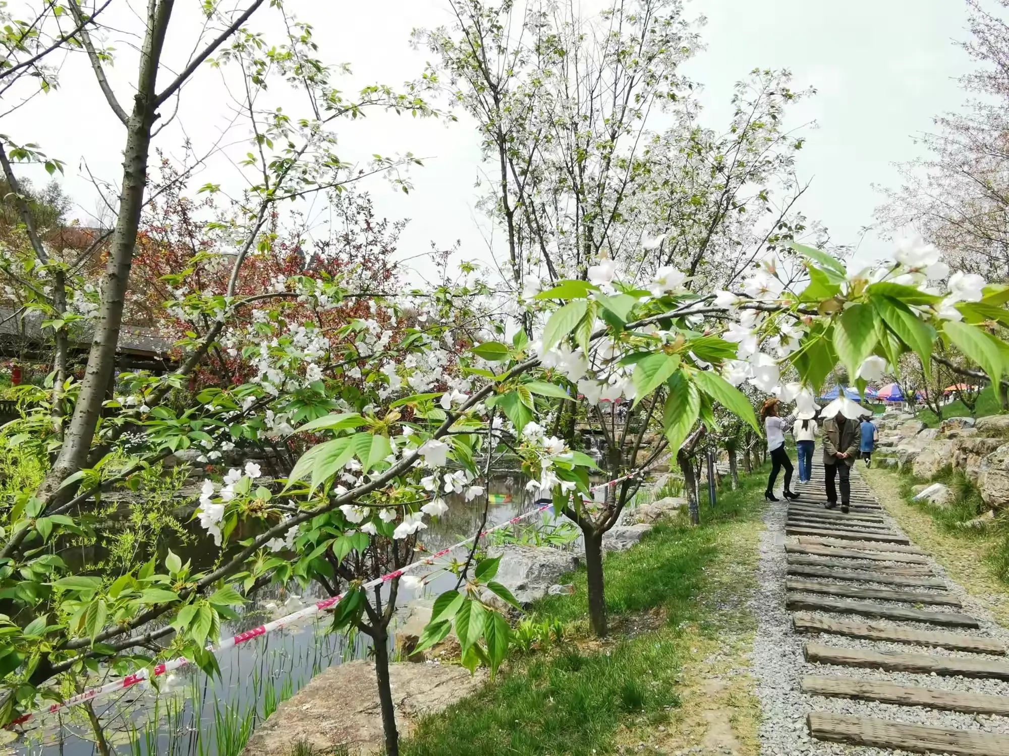 樱花谷旅行图片 2