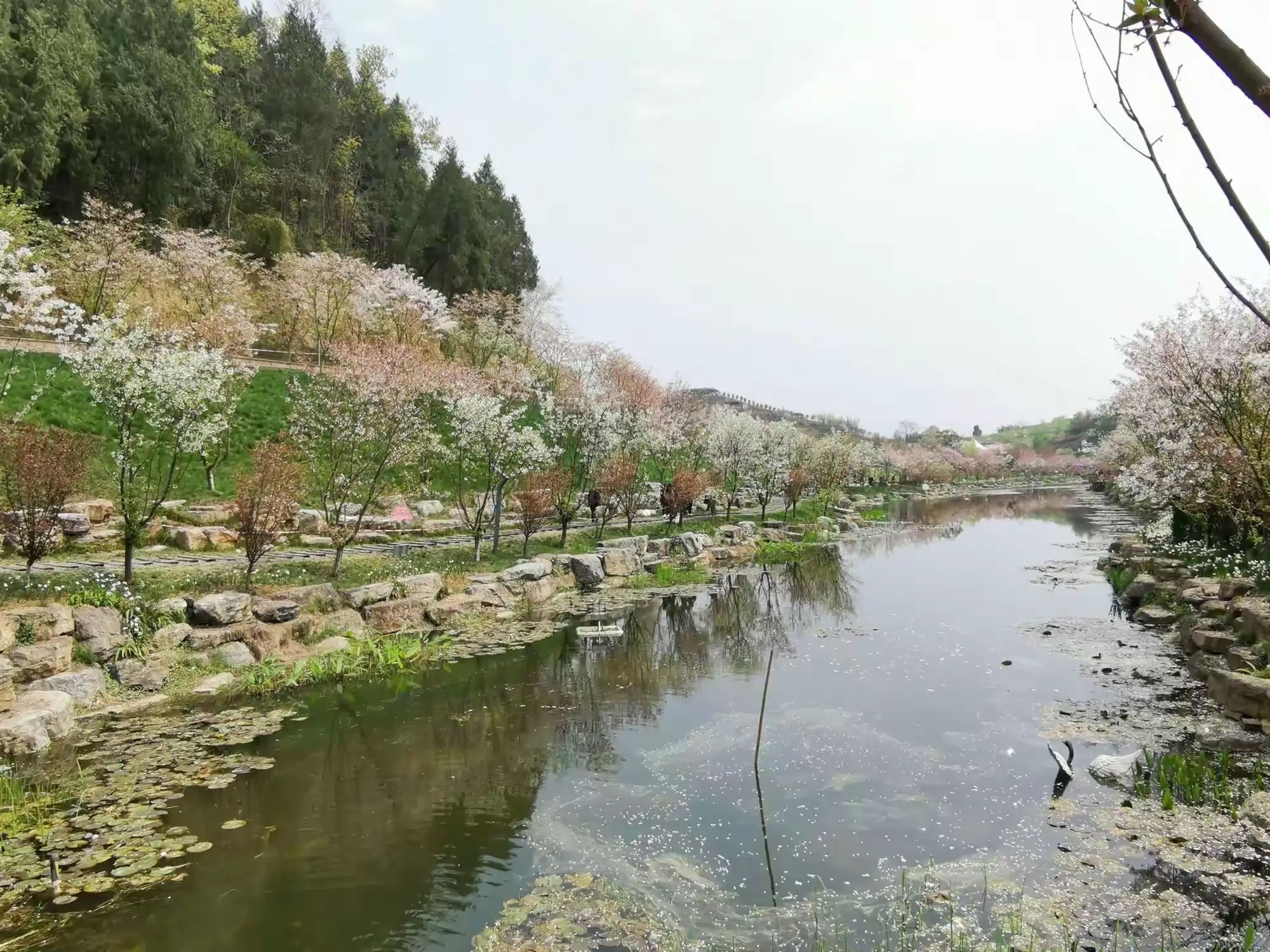 樱花谷旅行图片 1