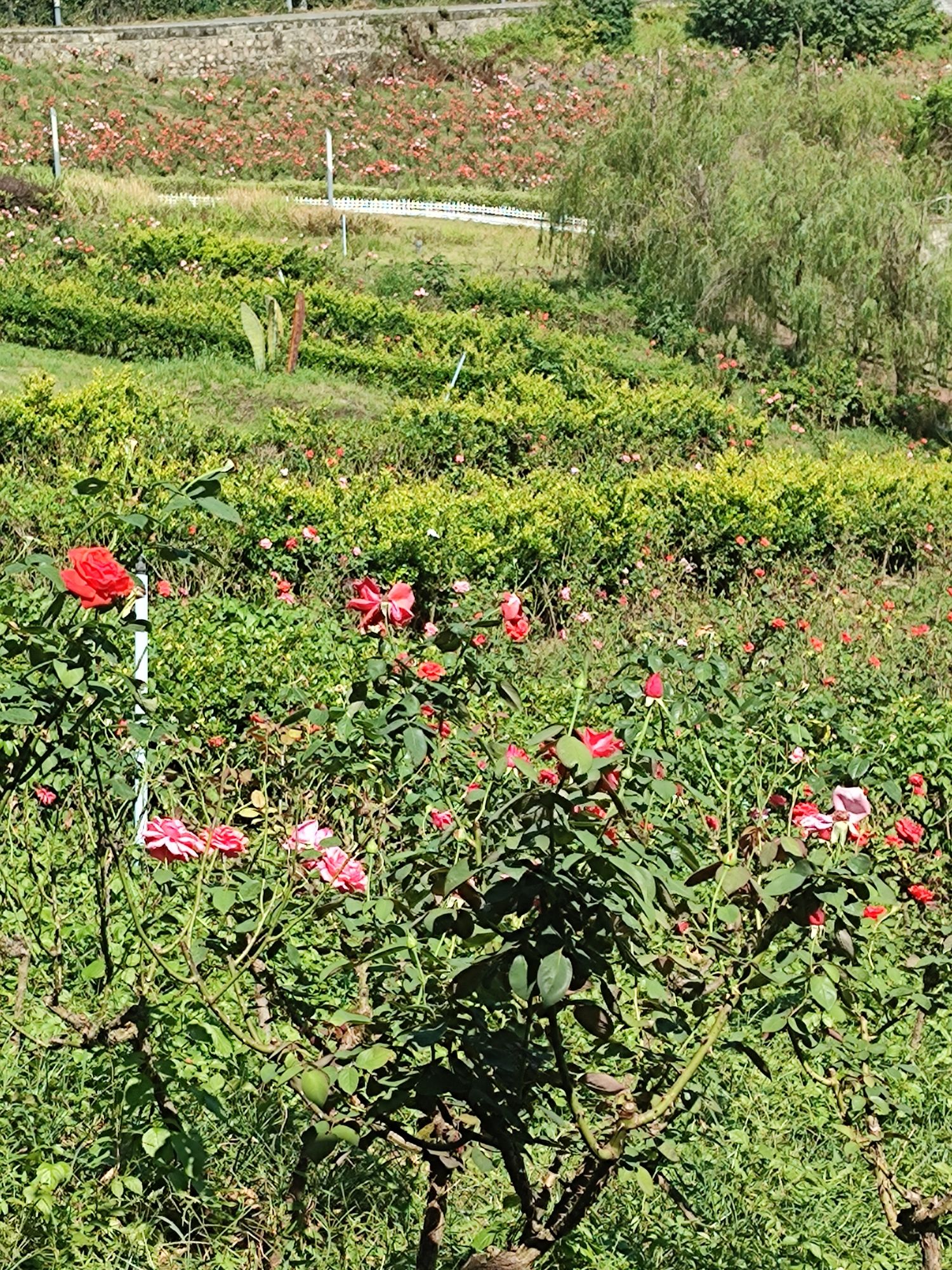 樱花谷旅行图片 2