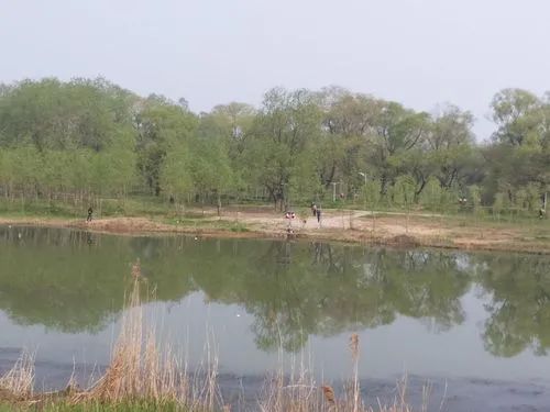 柳树湾湿地公园旅行图片 3