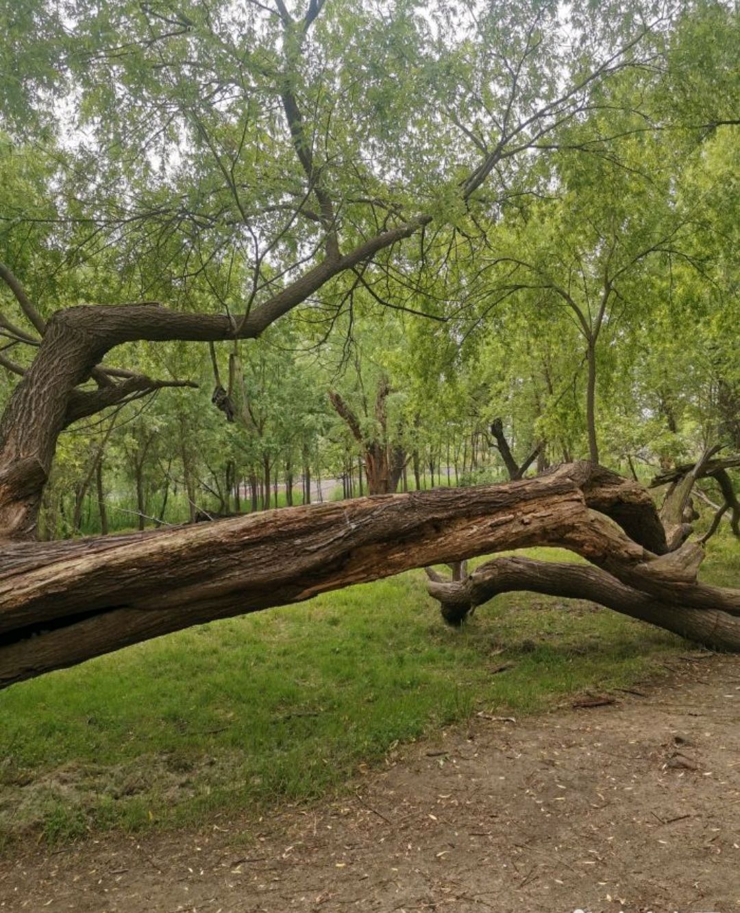 柳树湾湿地公园旅行图片 3