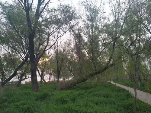 柳树湾湿地公园旅行图片 1