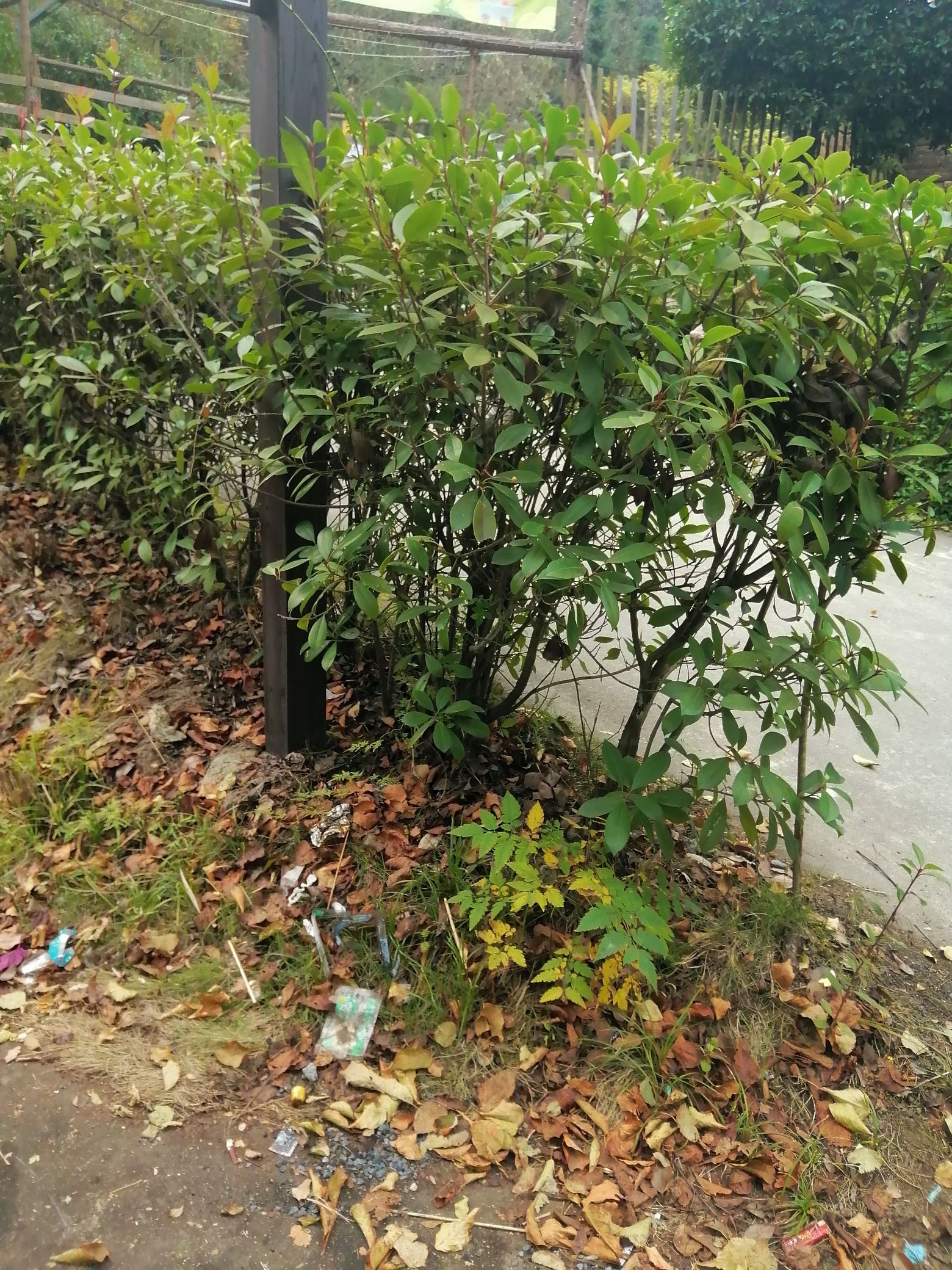 青峰寨生态旅游景区旅行图片 3