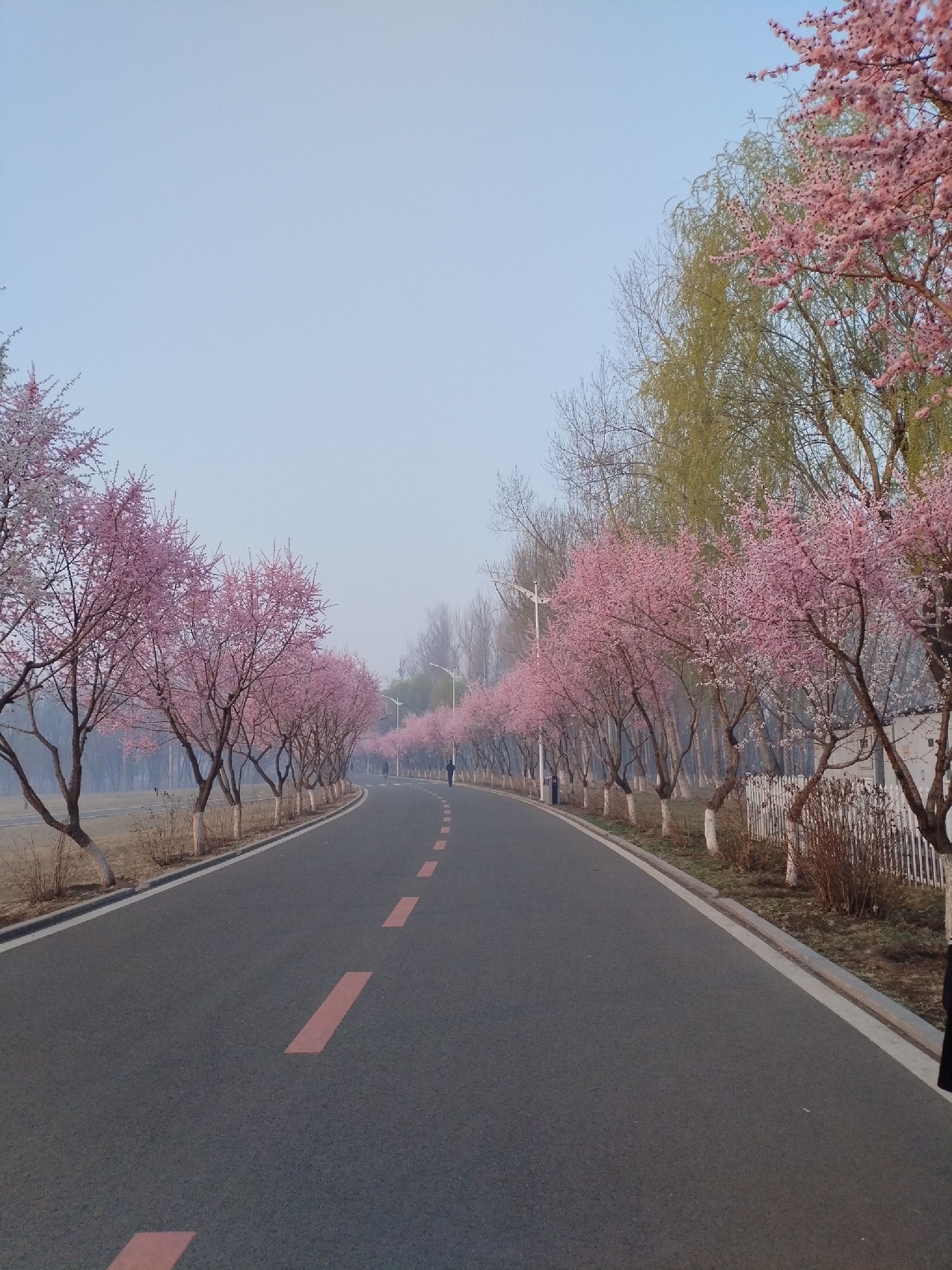 樱花岛旅行图片 3