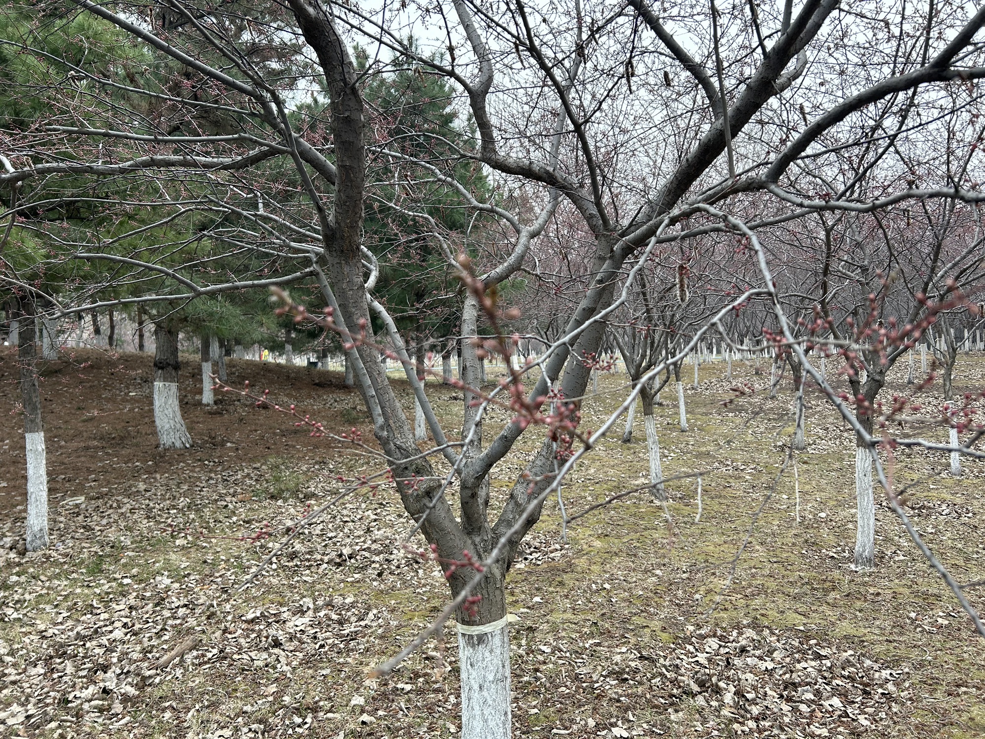 樱花岛旅行图片 3