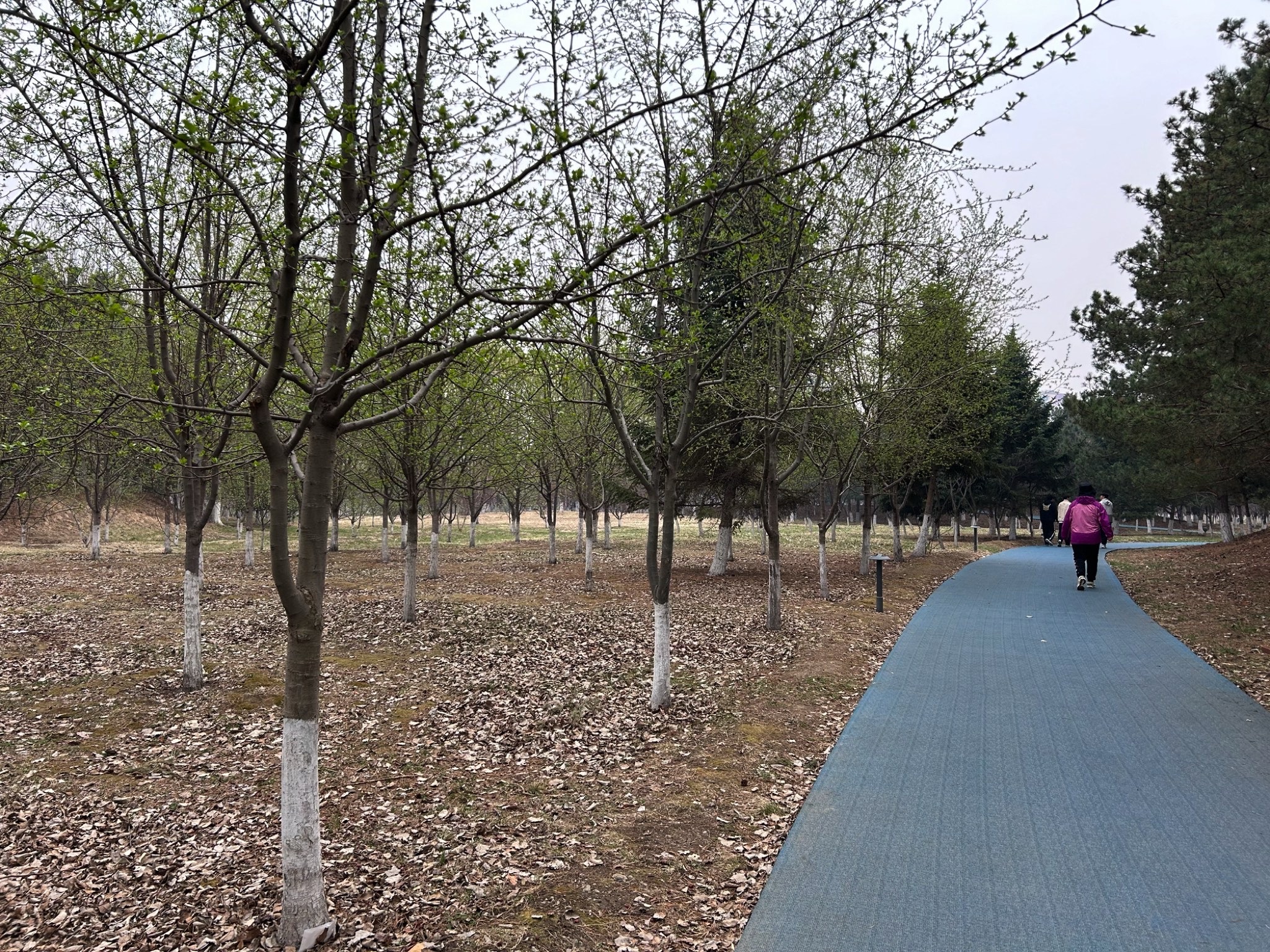 樱花岛旅行图片 1