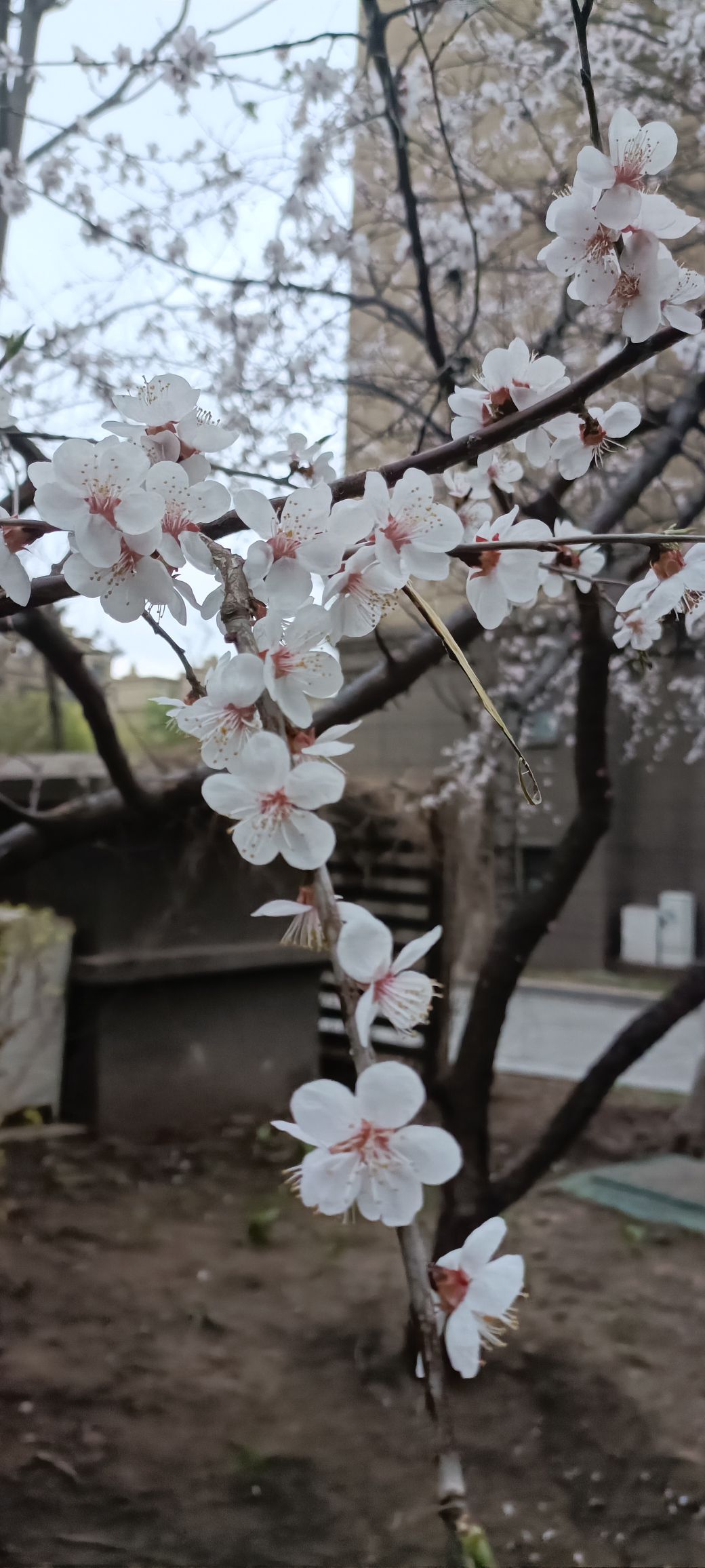 樱花岛旅行图片 2
