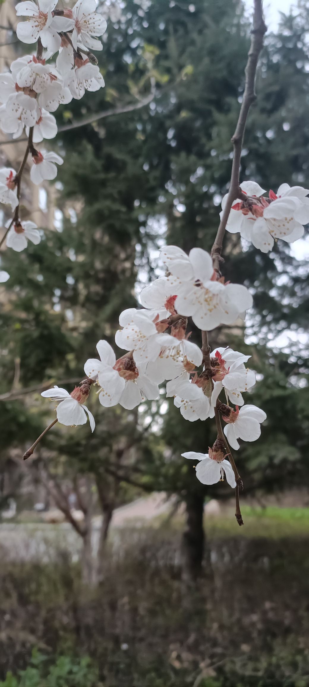 樱花岛旅行图片 3