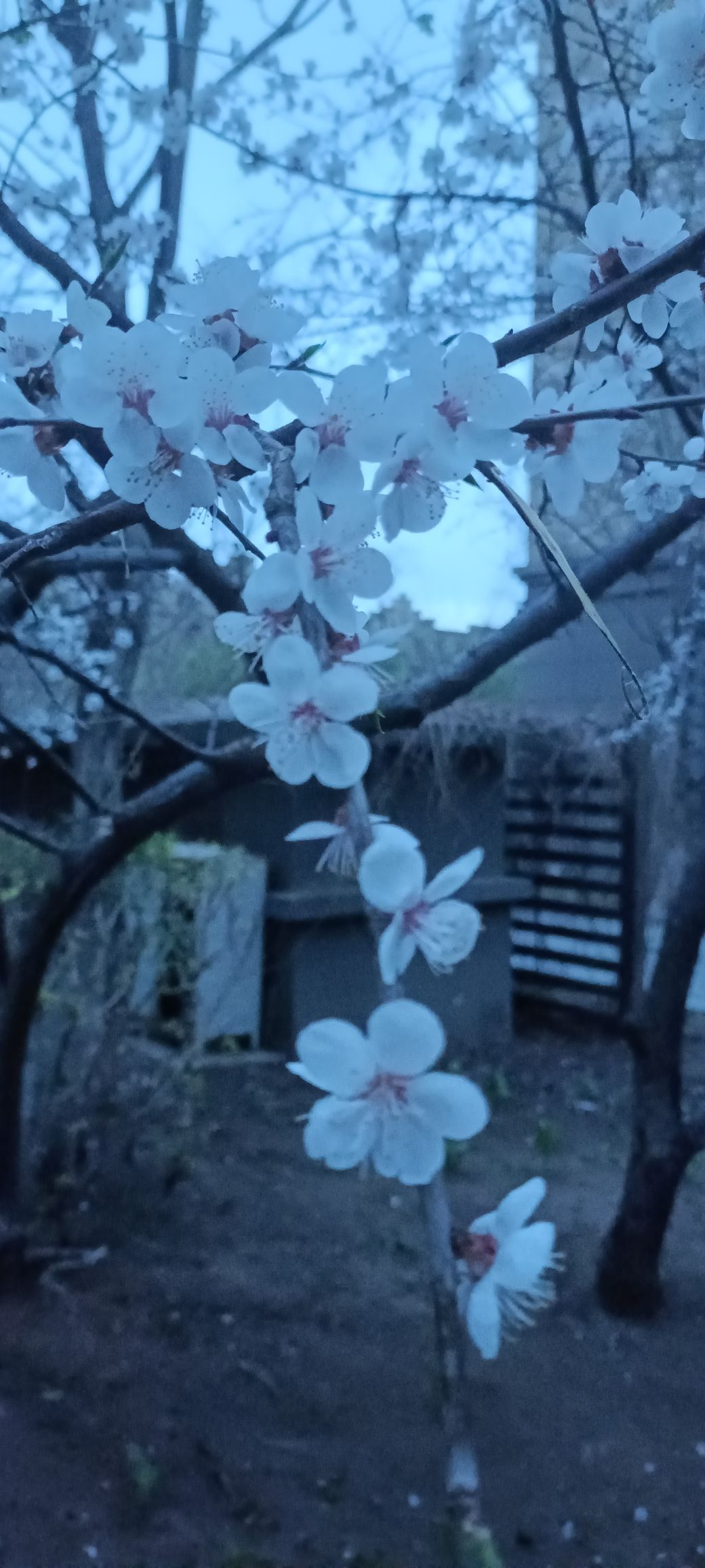 樱花岛旅行图片 1