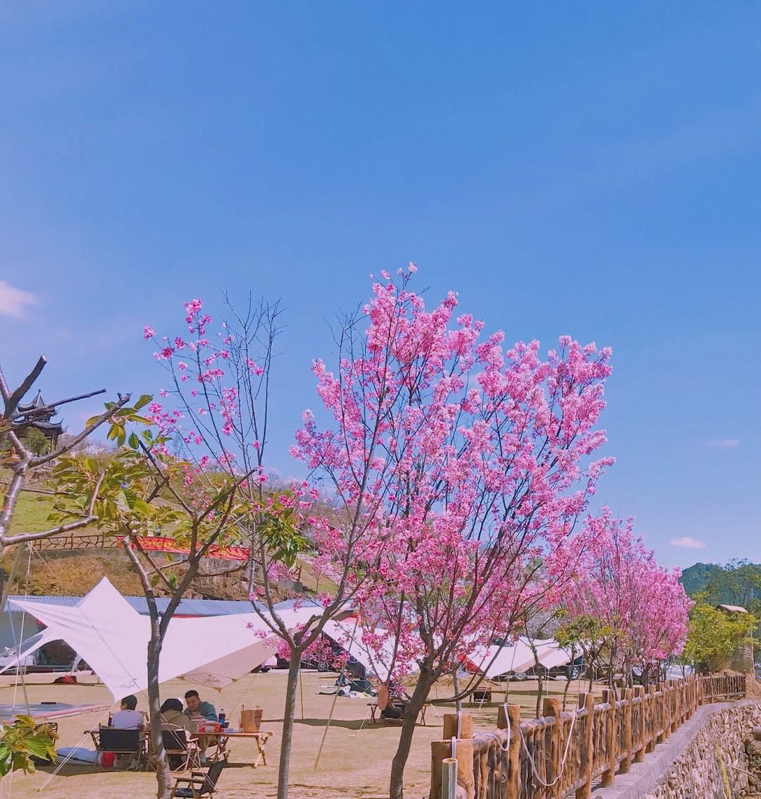 那贵樱花园旅行图片 1
