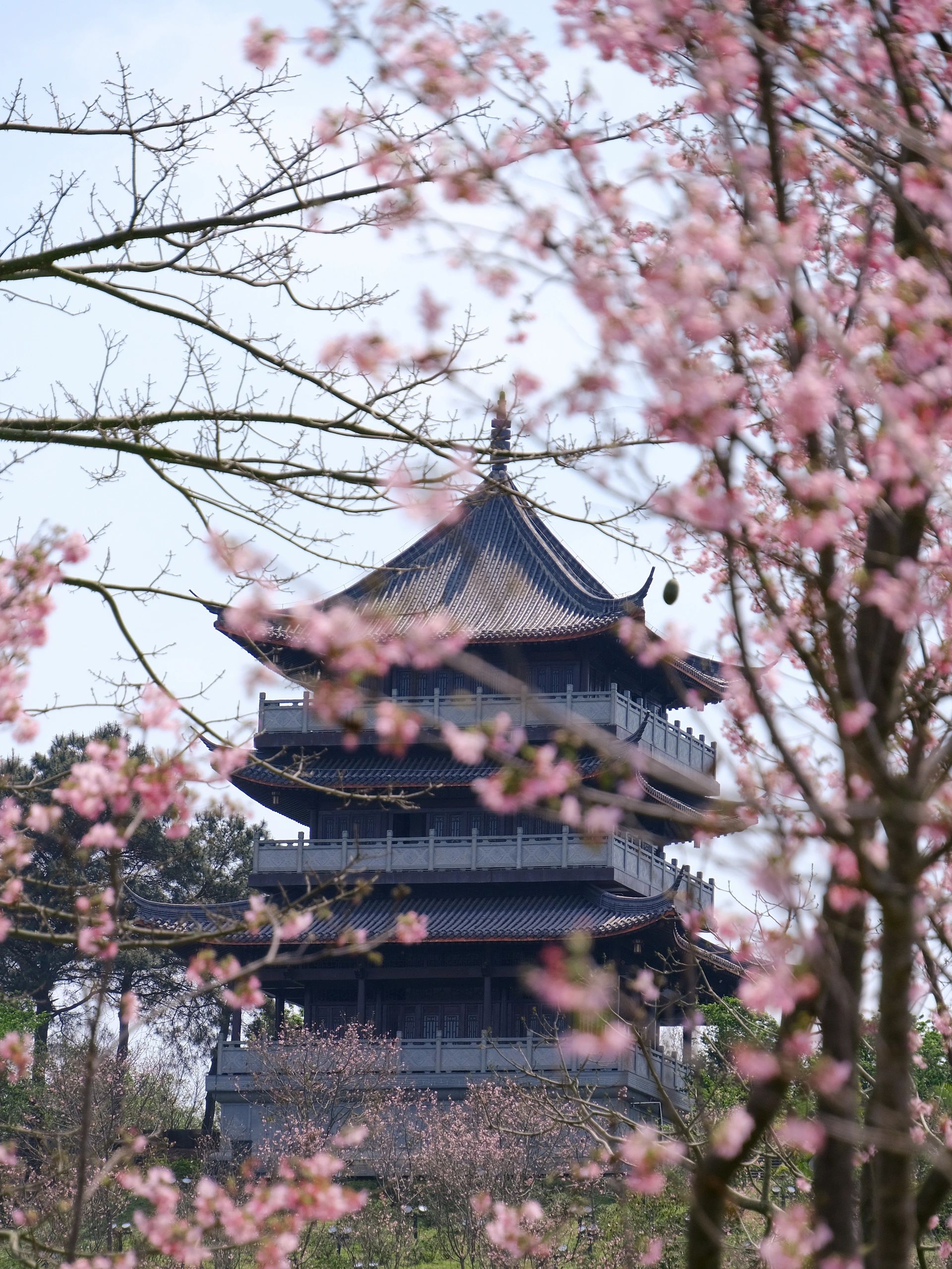 那贵樱花园旅行图片 1