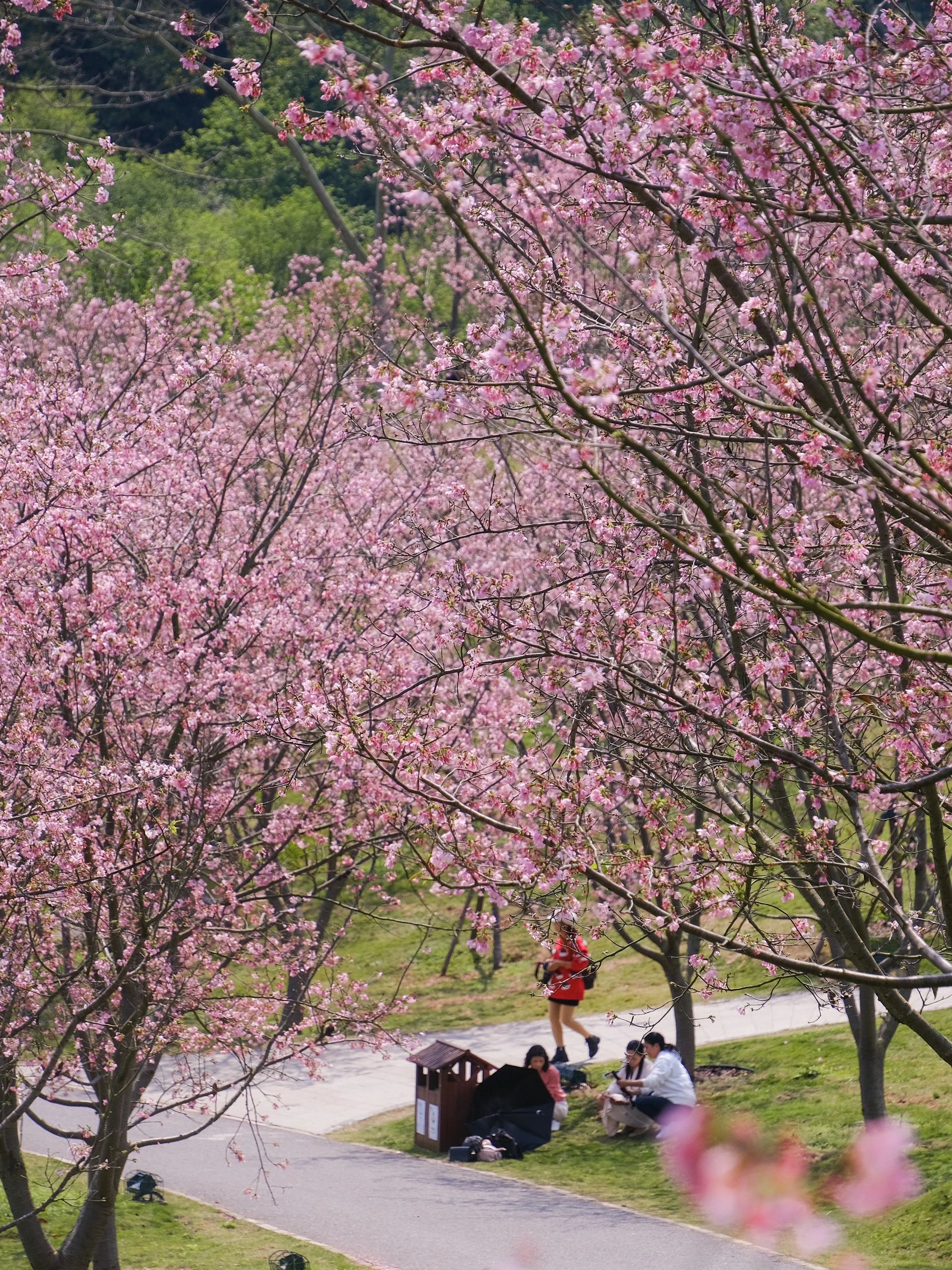 那贵樱花园旅行图片 2