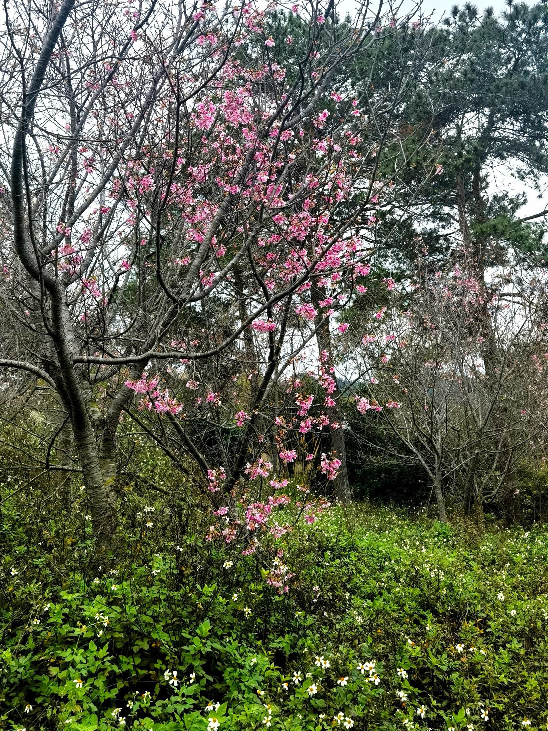 那贵樱花园旅行图片 3