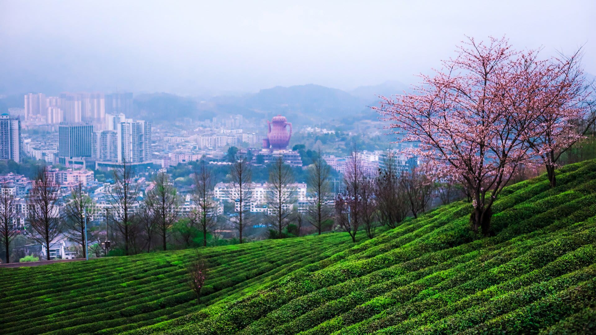 贵州湄潭象山茶博公园旅行图片 3