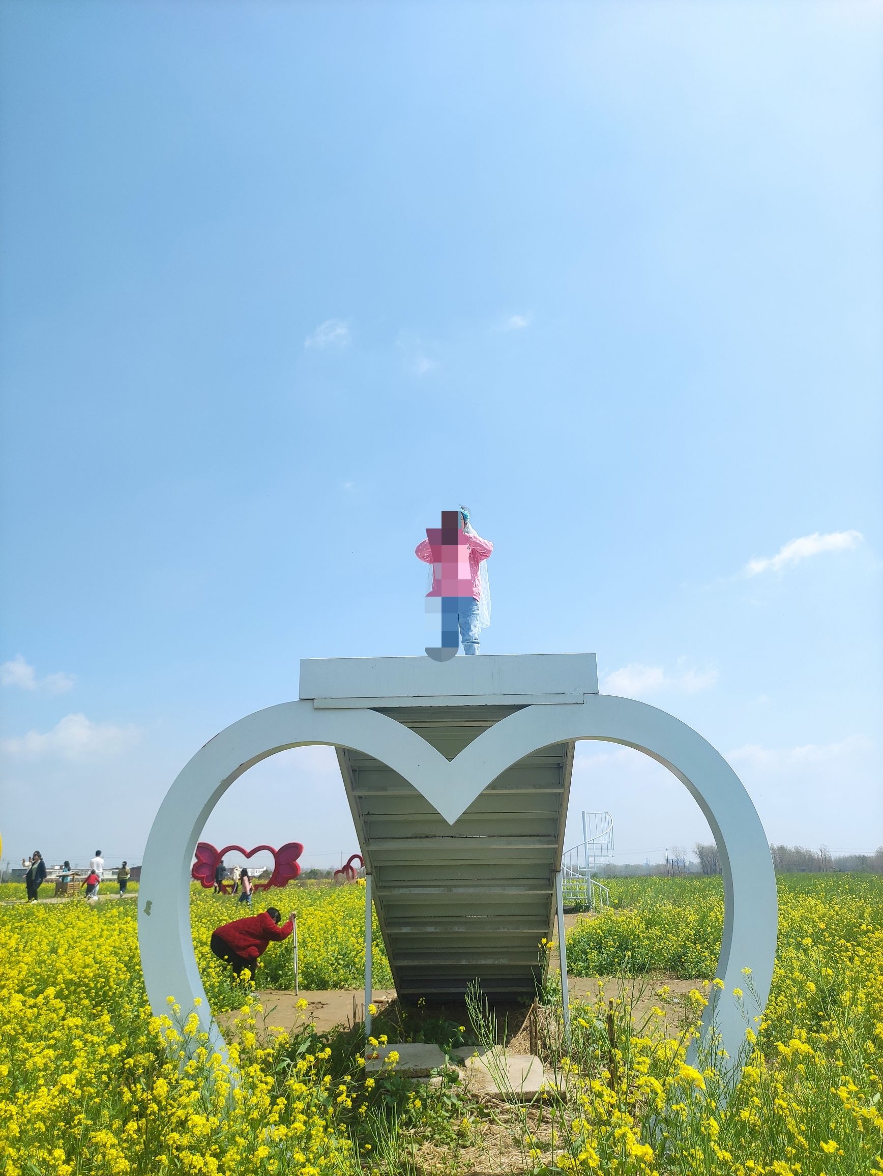 信阳明港新集村百亩油菜园旅行图片 2